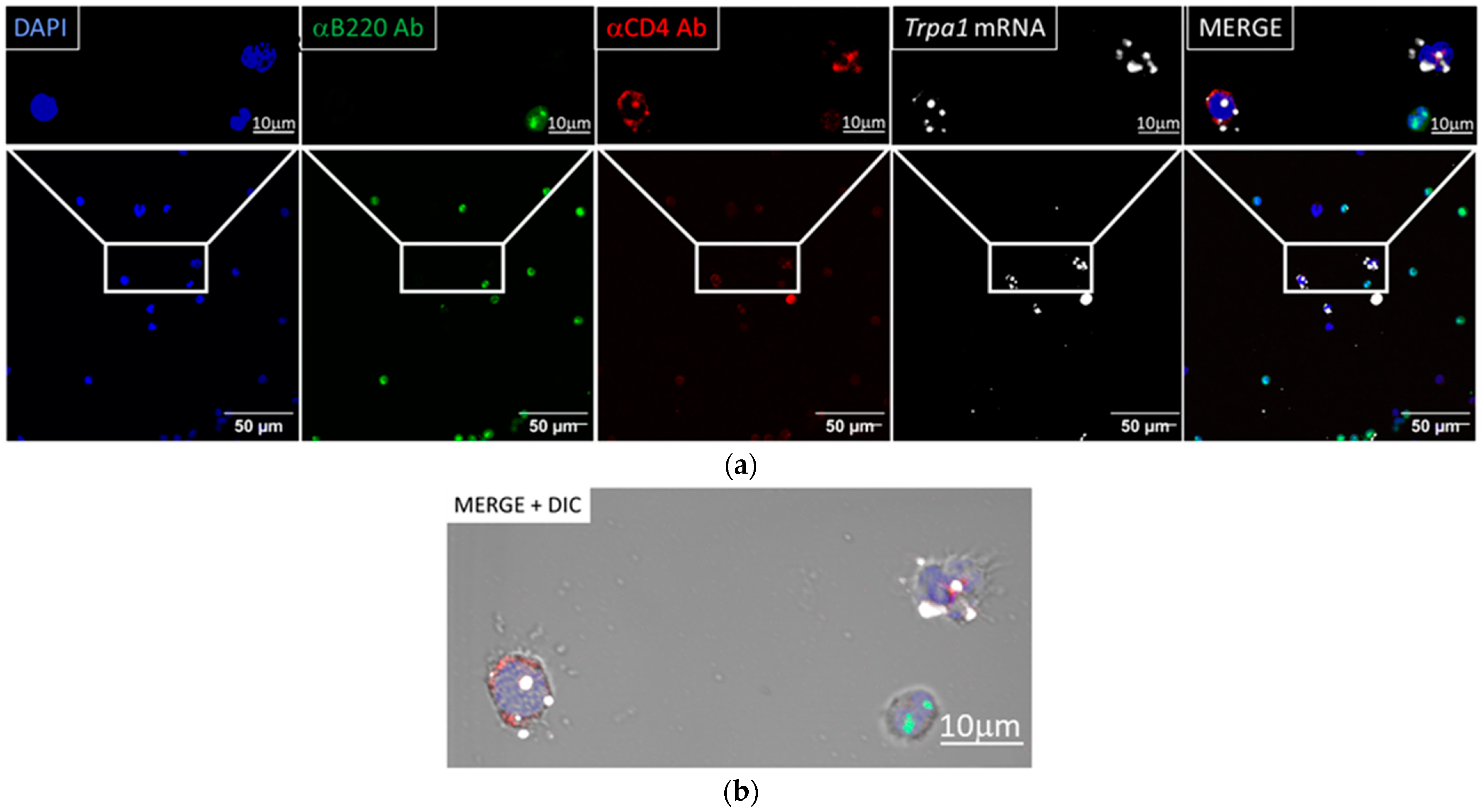 Biomolecules 14 00632 g001 Biomolecules 14 00632 g001