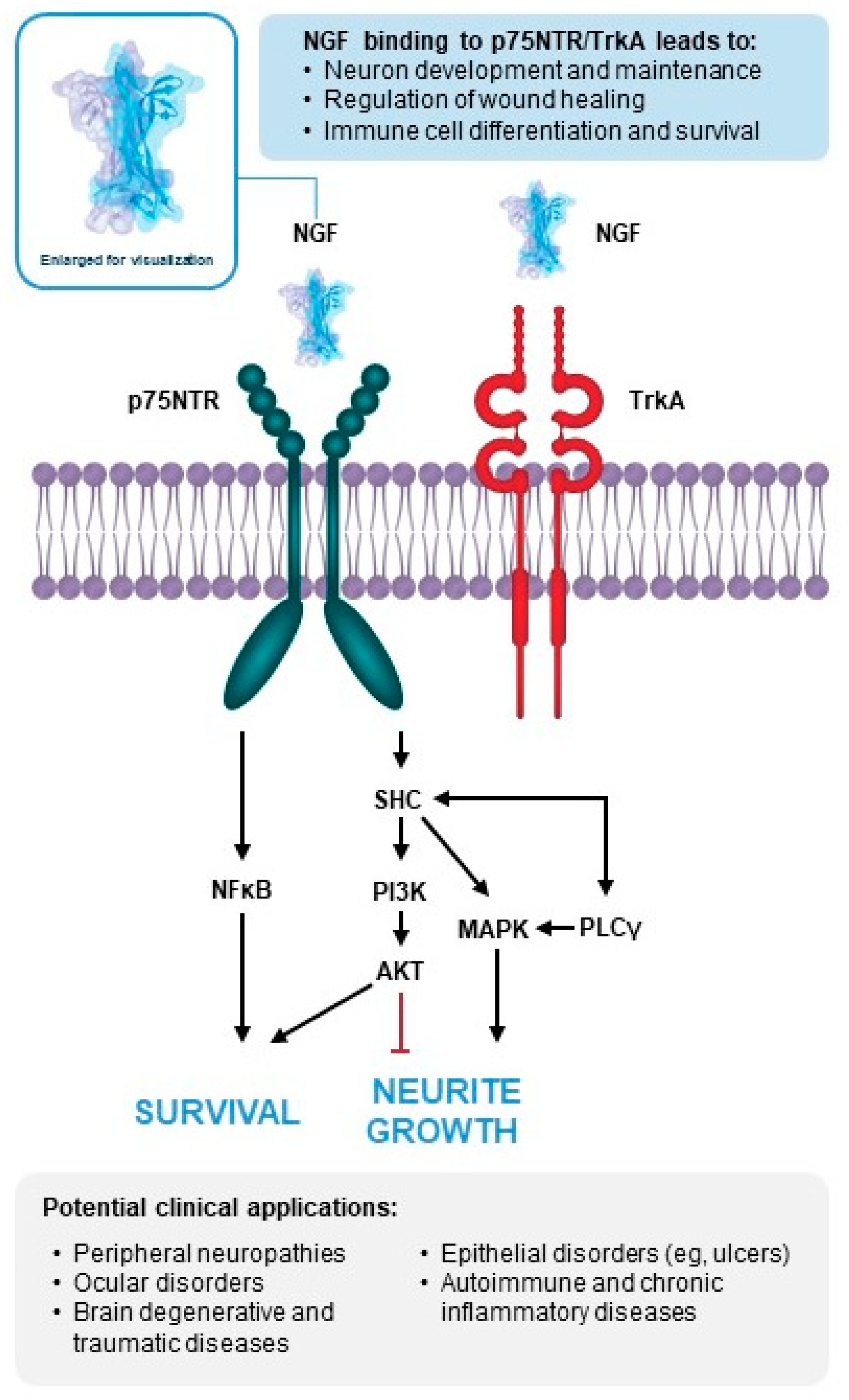 Biomolecules 14 00635 g001 Biomolecules 14 00635 g001