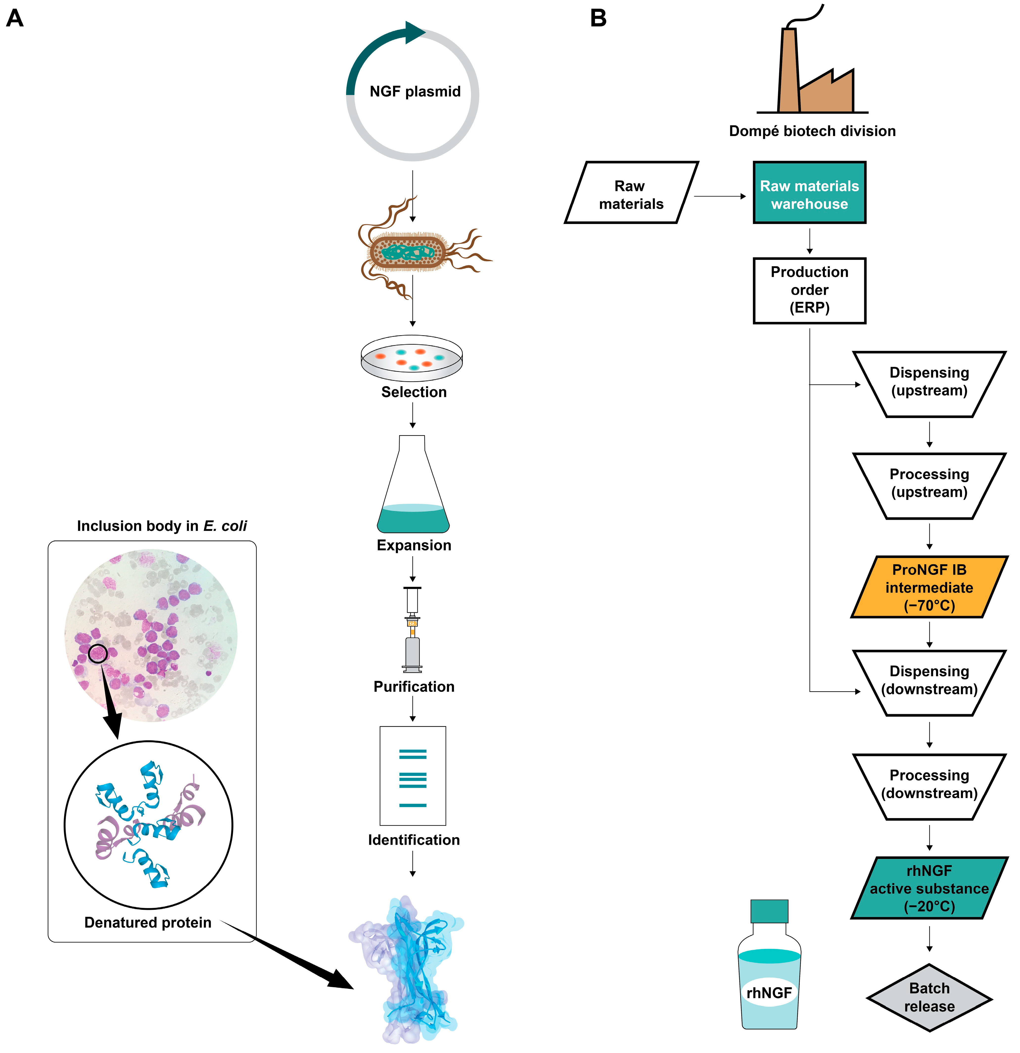 Biomolecules 14 00635 g002 Biomolecules 14 00635 g002