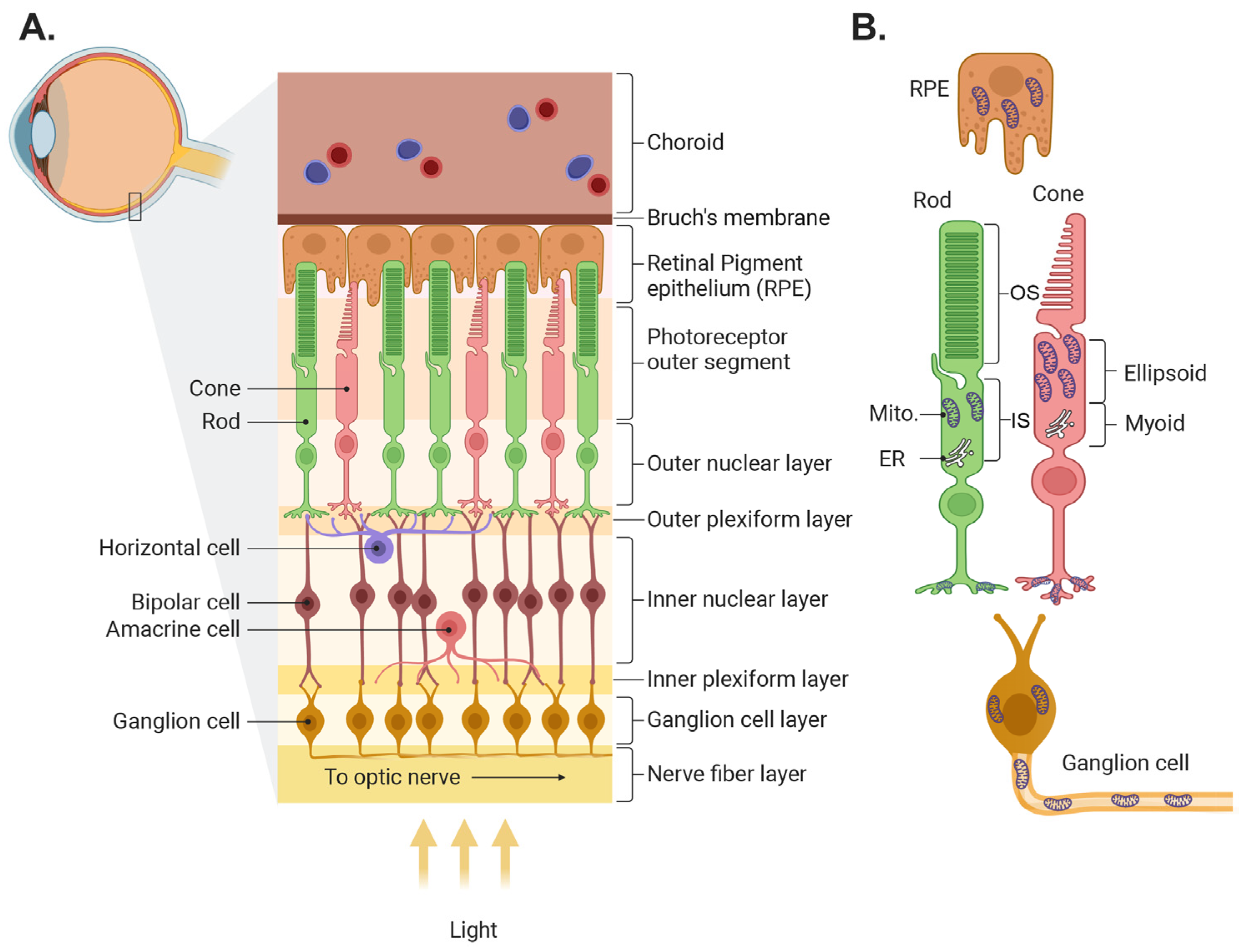 Biomolecules 14 00654 g001