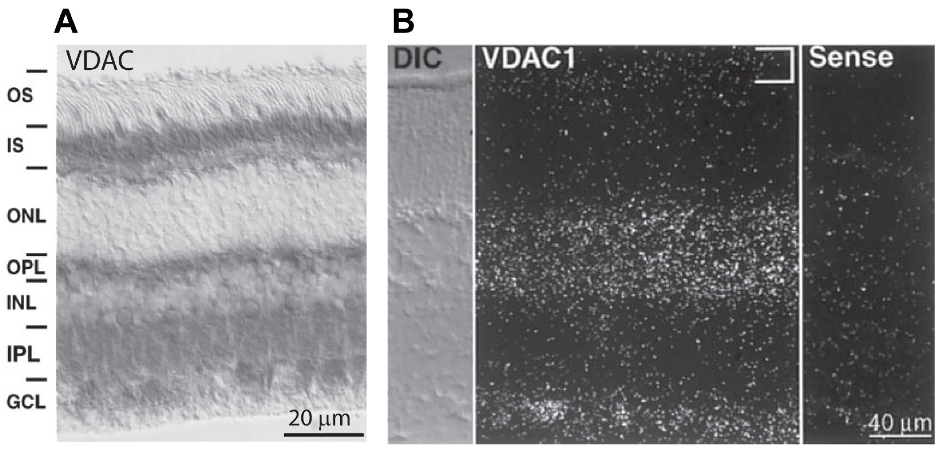 Biomolecules 14 00654 g003