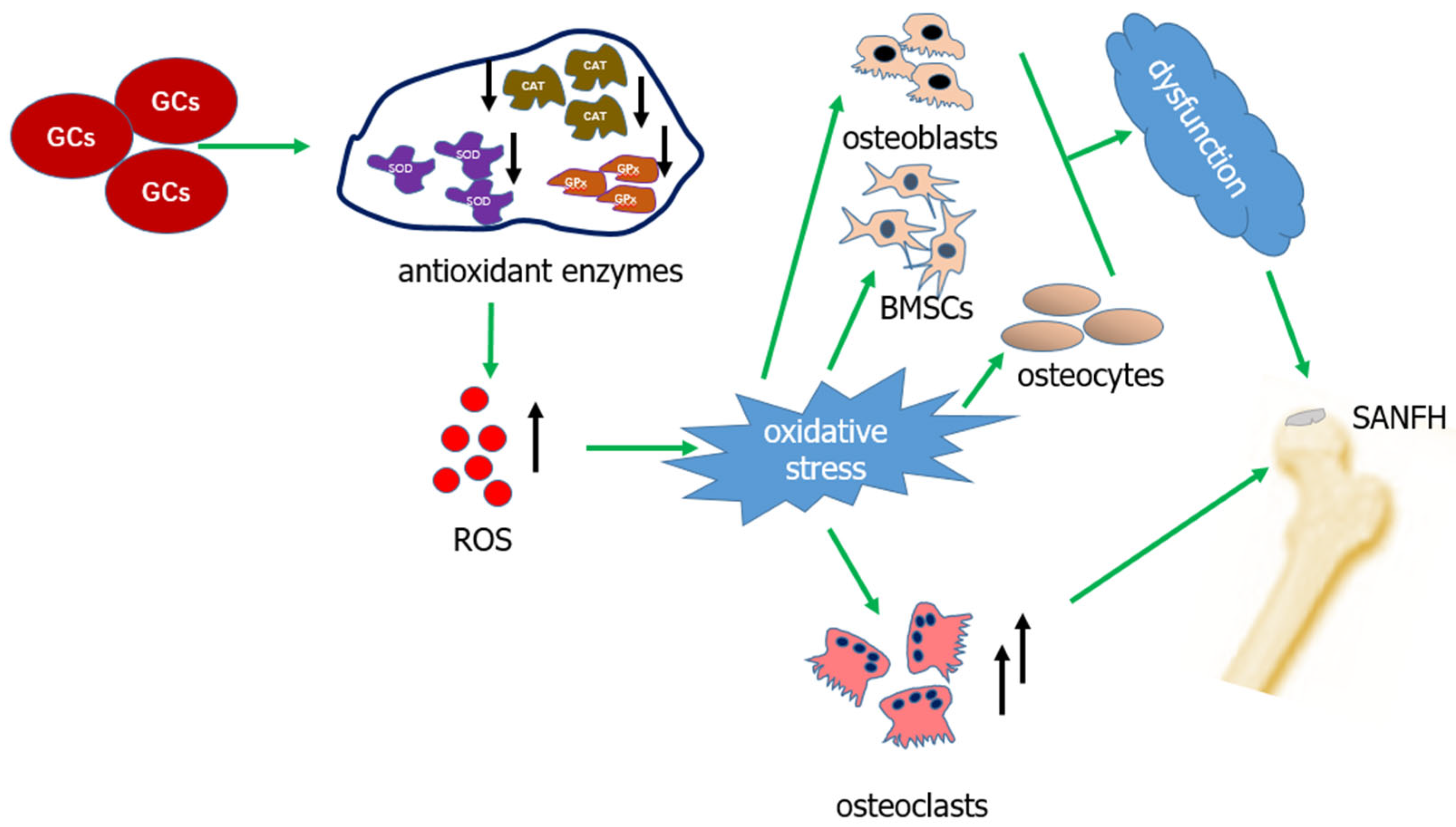 Biomolecules 14 00667 g001 Biomolecules 14 00667 g001