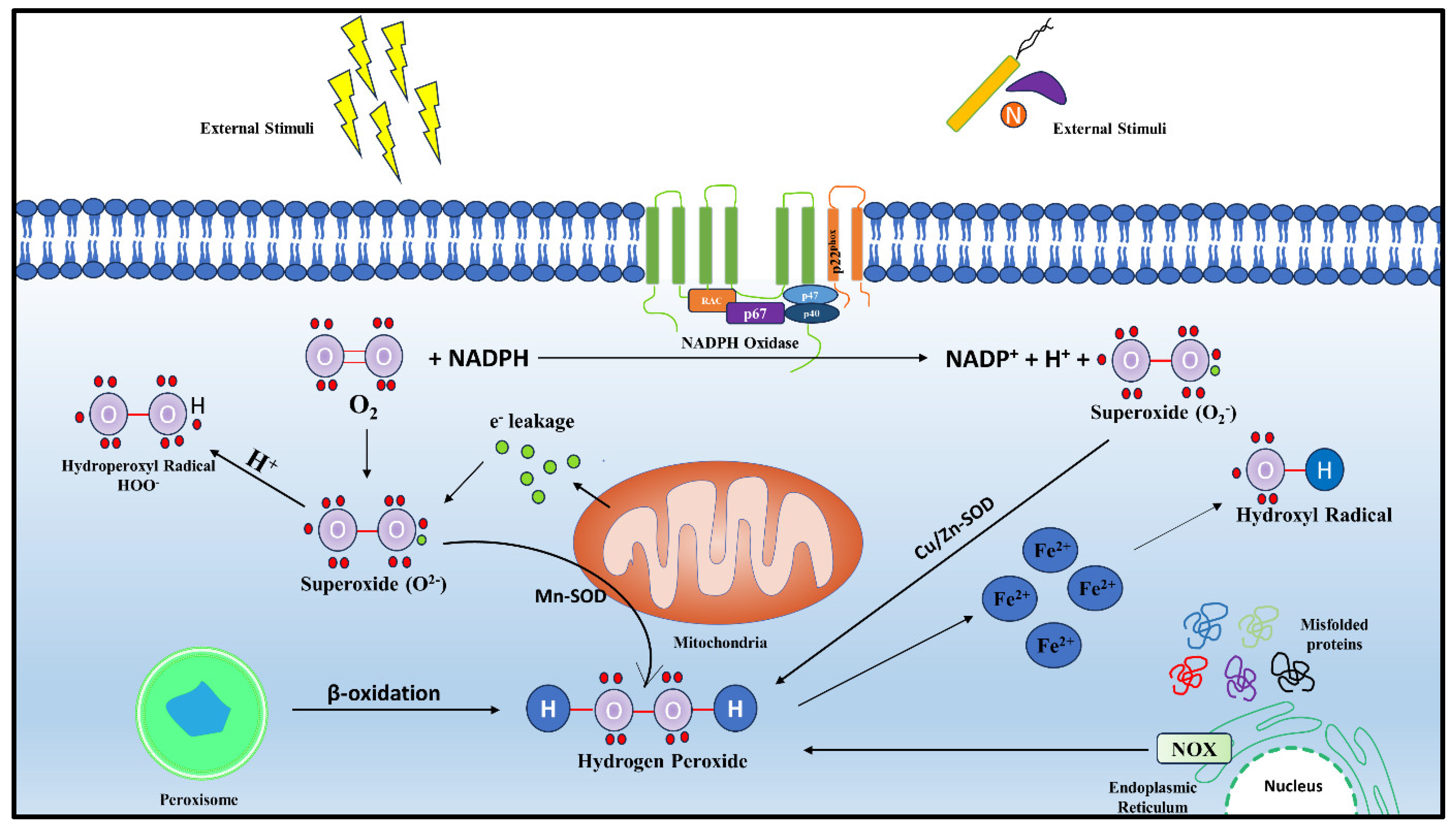 Biomolecules 14 00670 g001