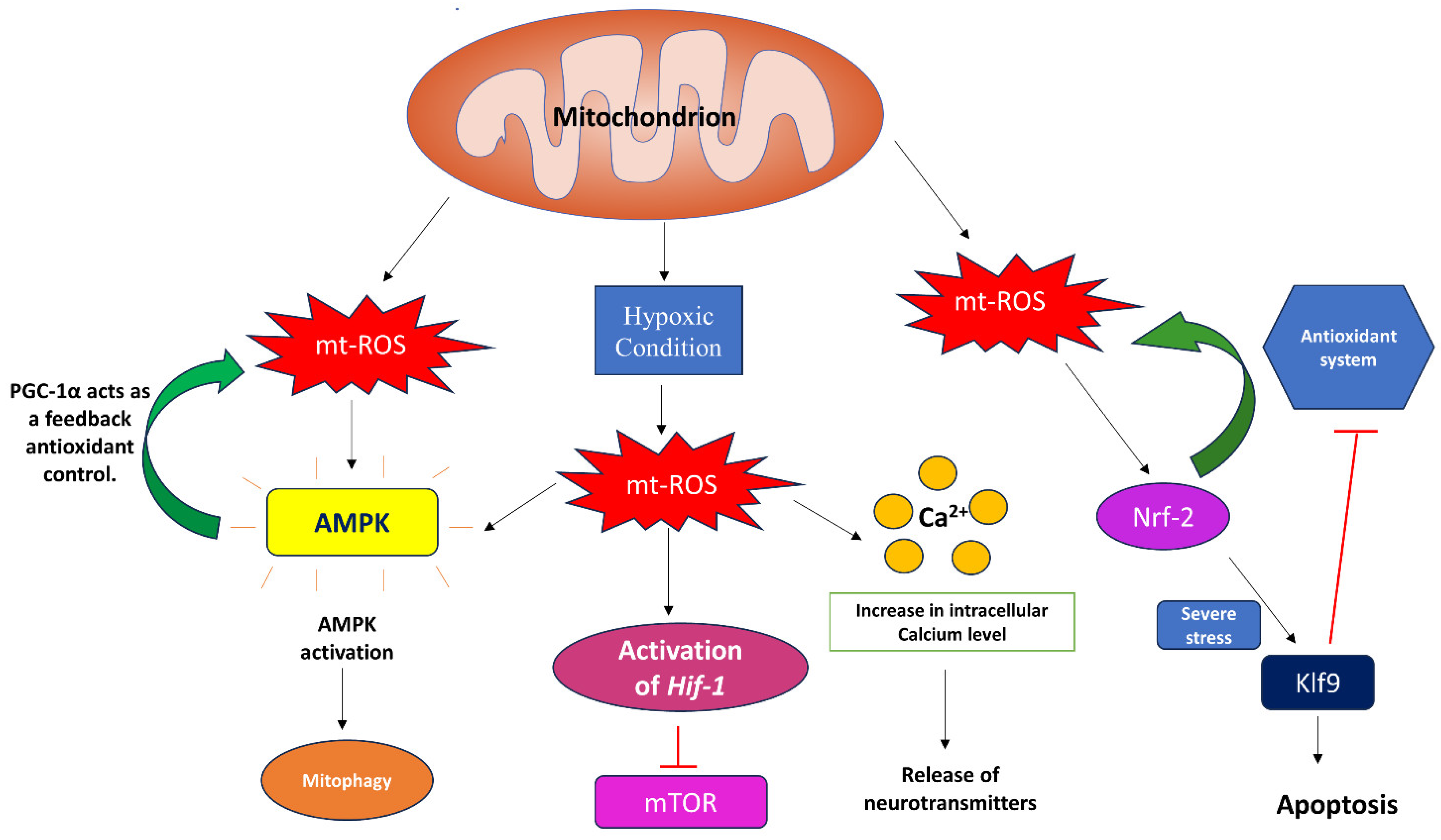 Biomolecules 14 00670 g003