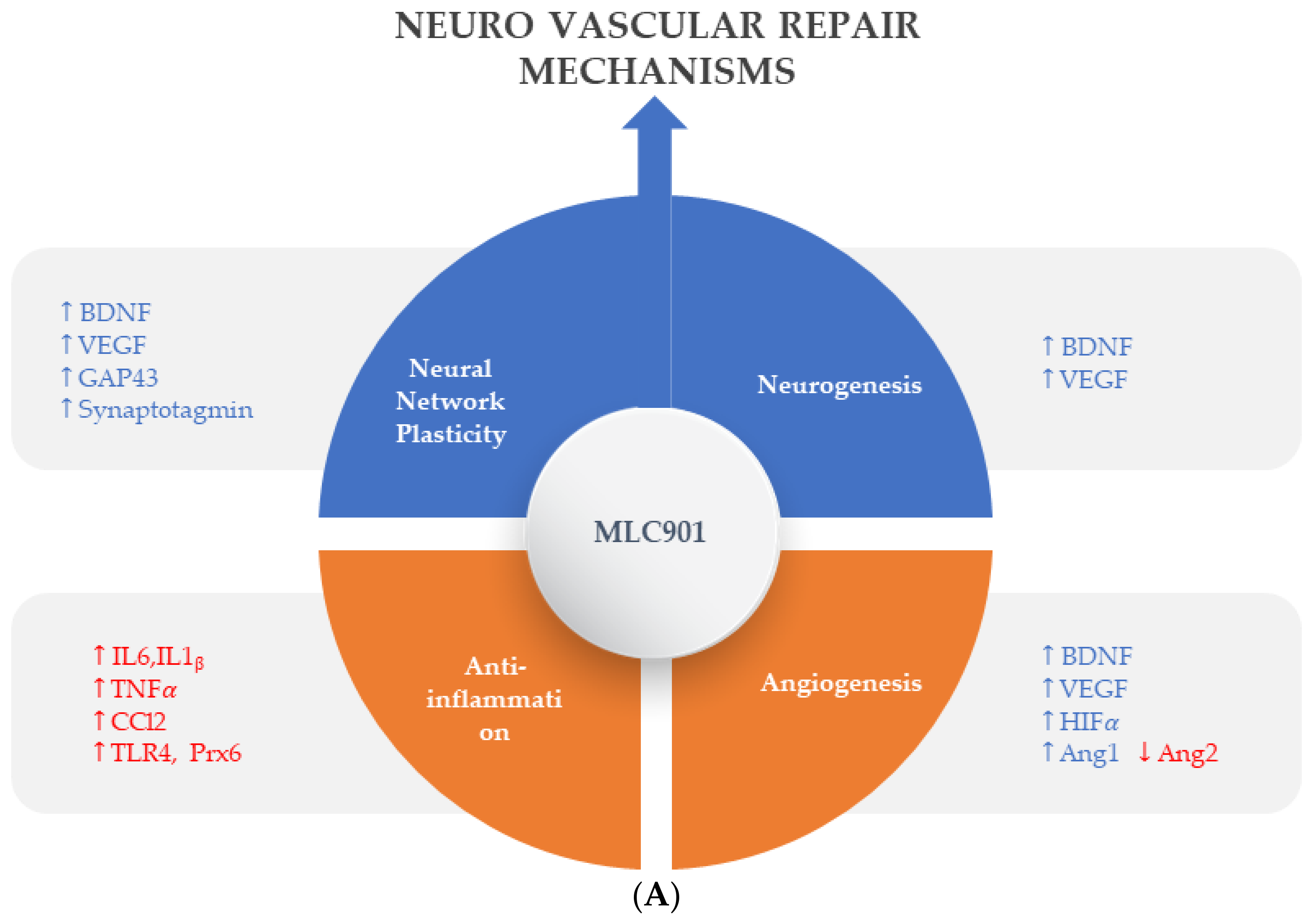 Biomolecules 14 00680 g003a