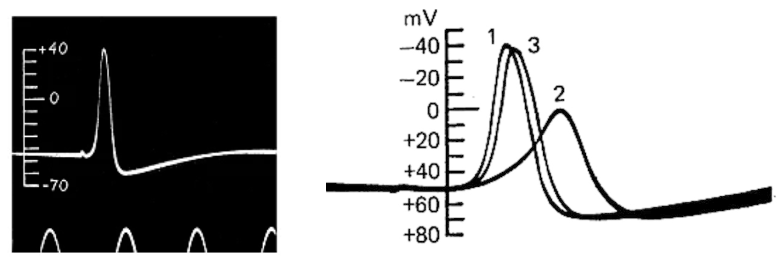 Biomolecules 14 00684 g005