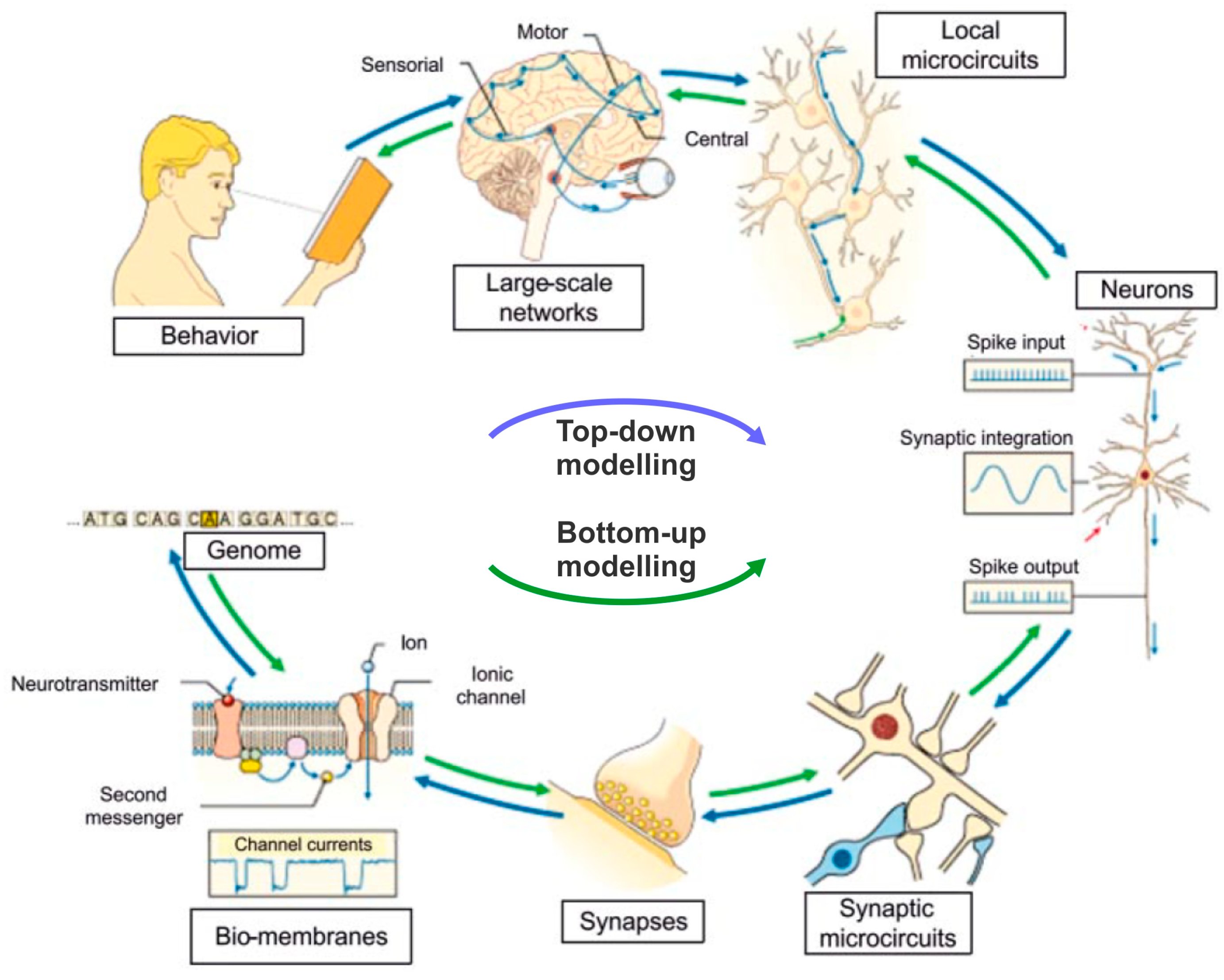 Biomolecules 14 00684 g009