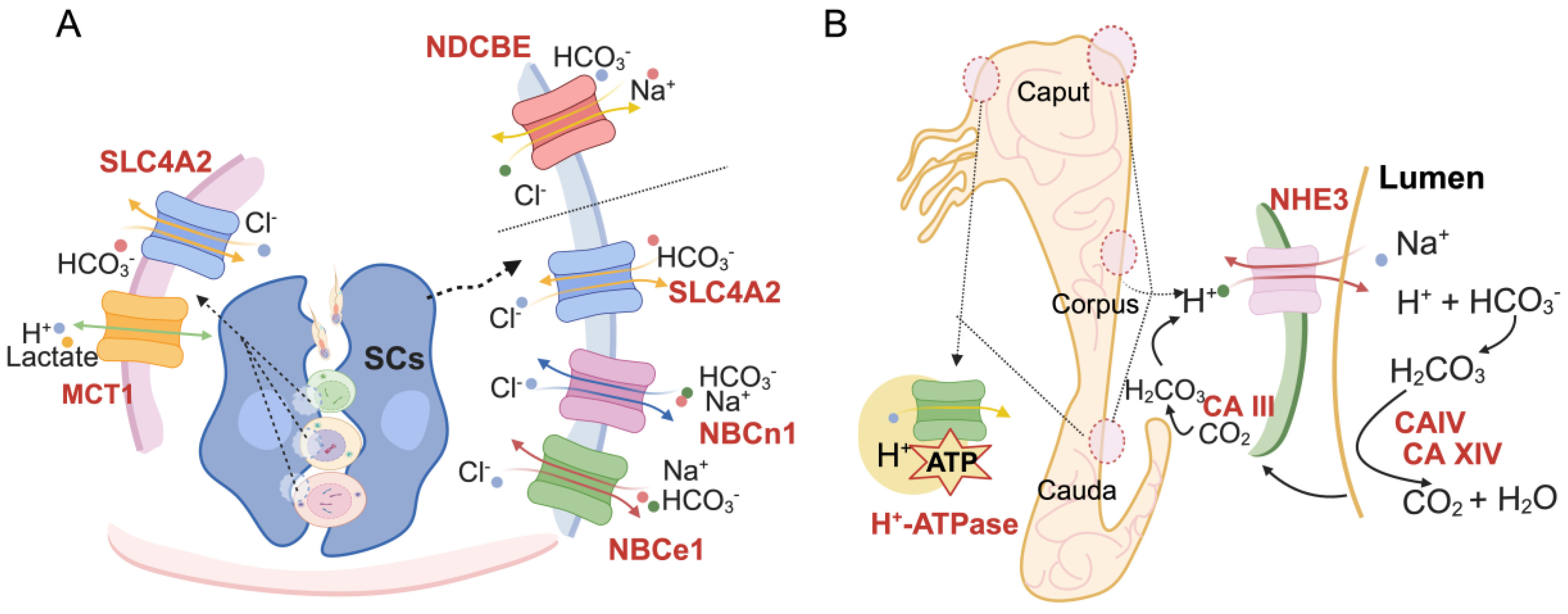 Biomolecules 14 00685 g002 Biomolecules 14 00685 g002