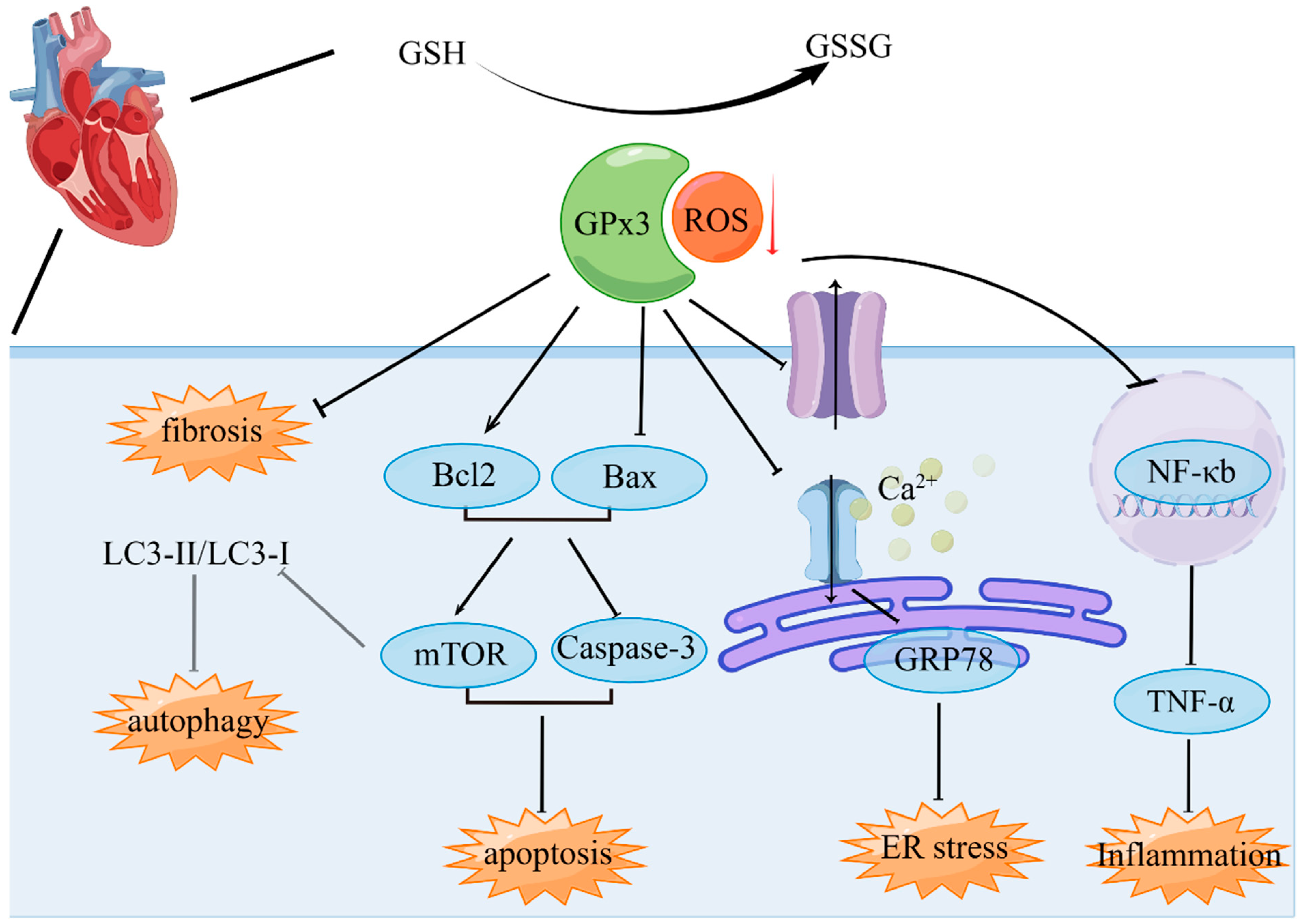 Biomolecules 14 00689 g004