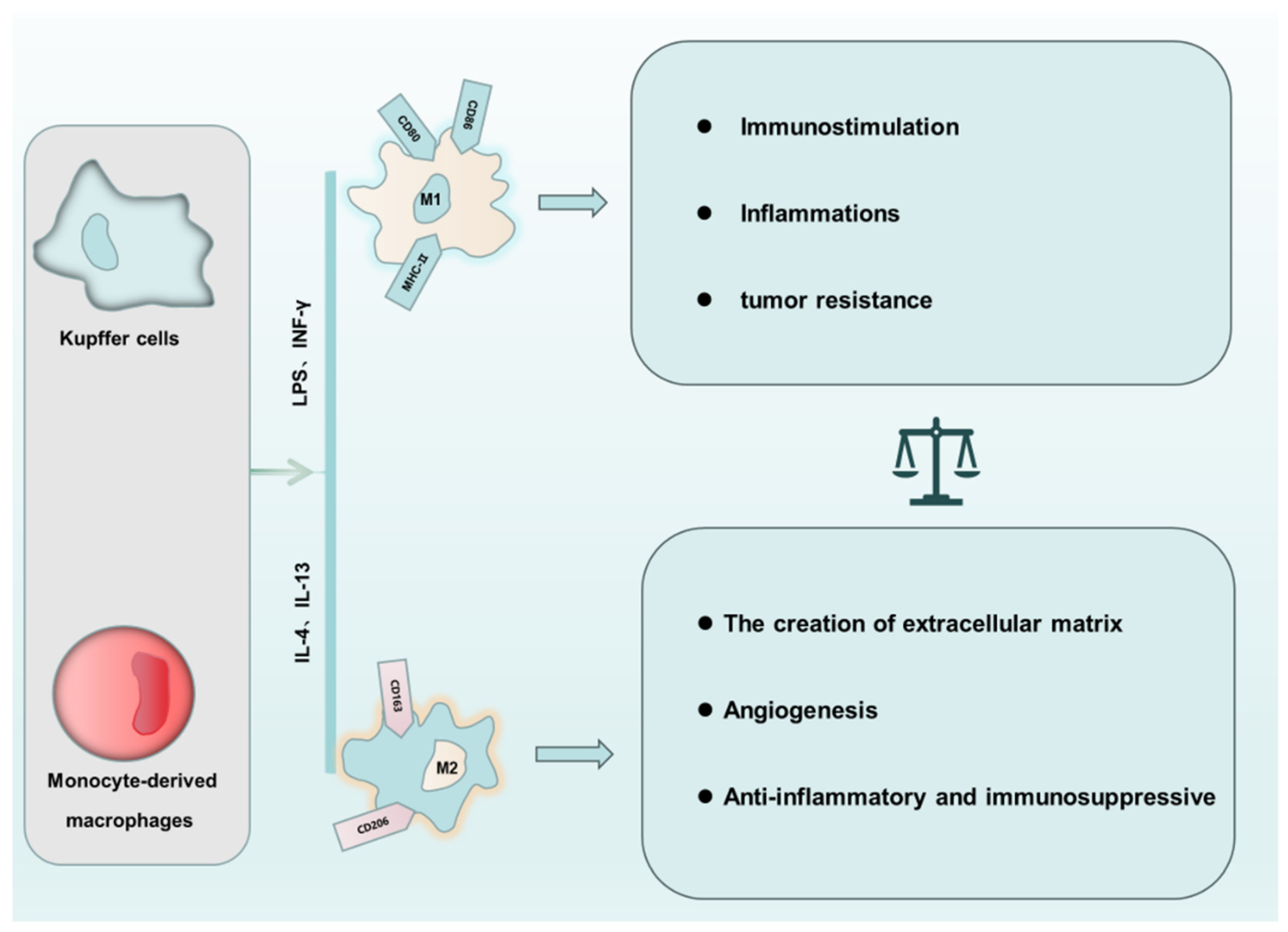 Biomolecules 14 00700 g001