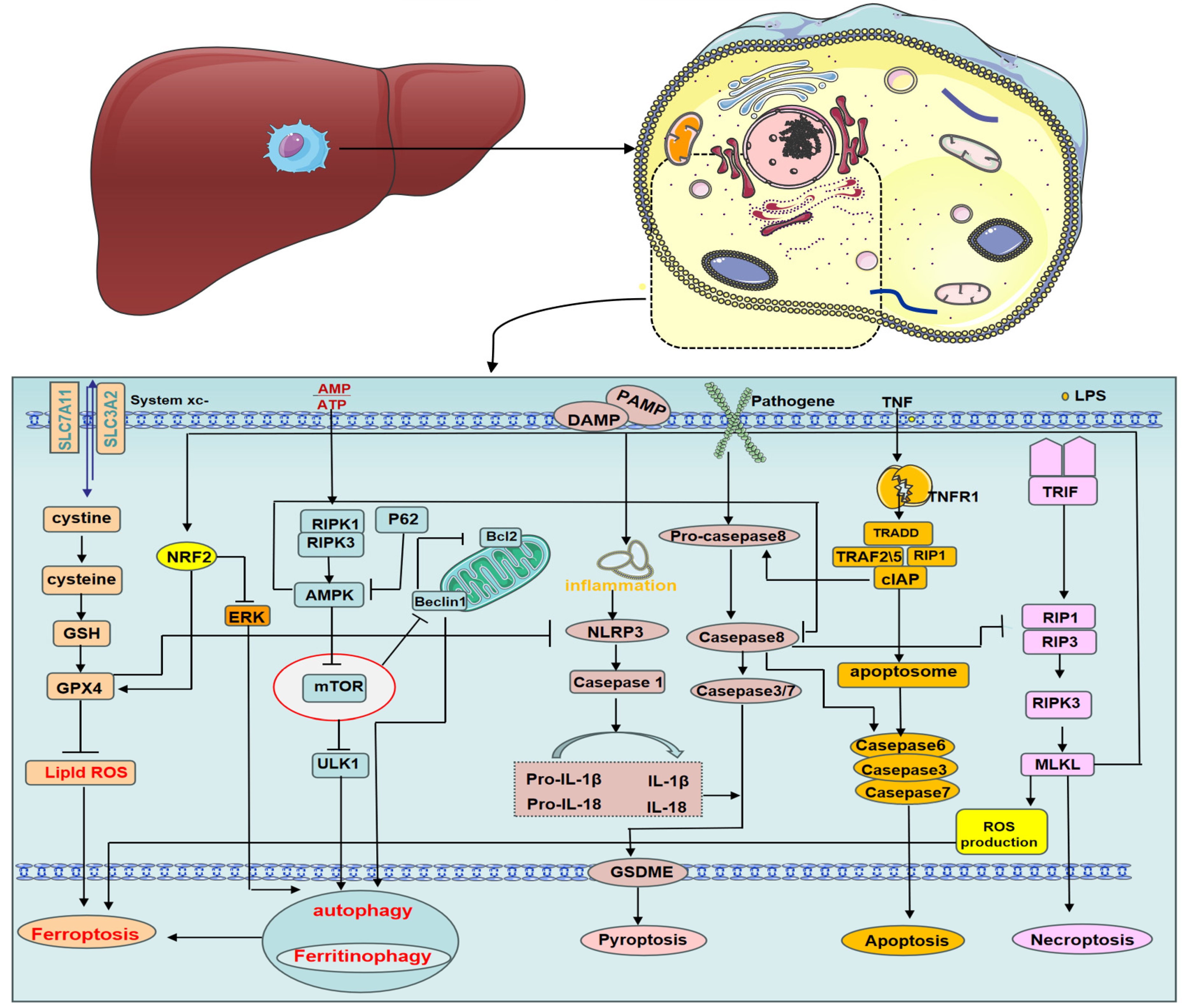 Biomolecules 14 00700 g002