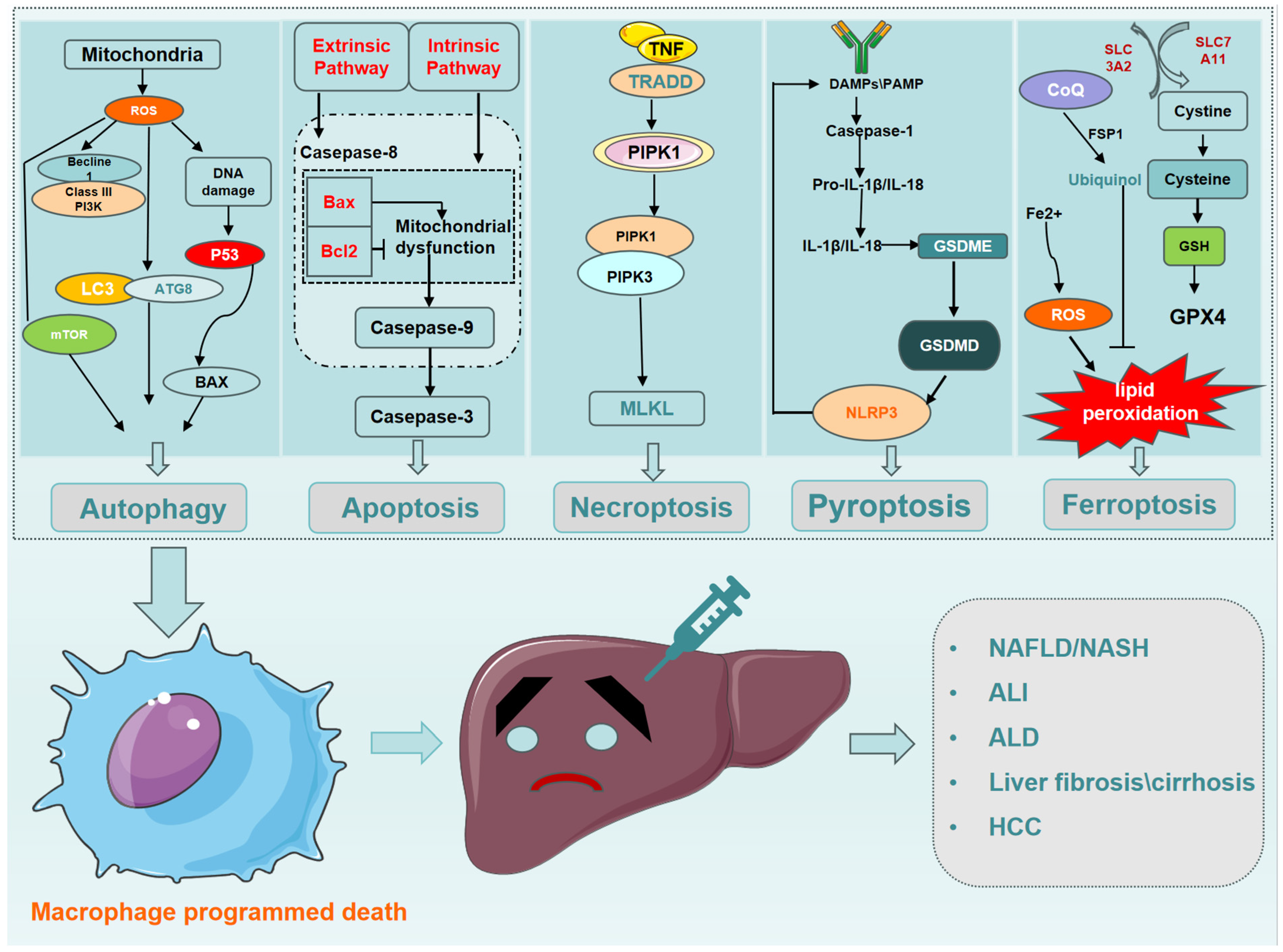 Biomolecules 14 00700 g003