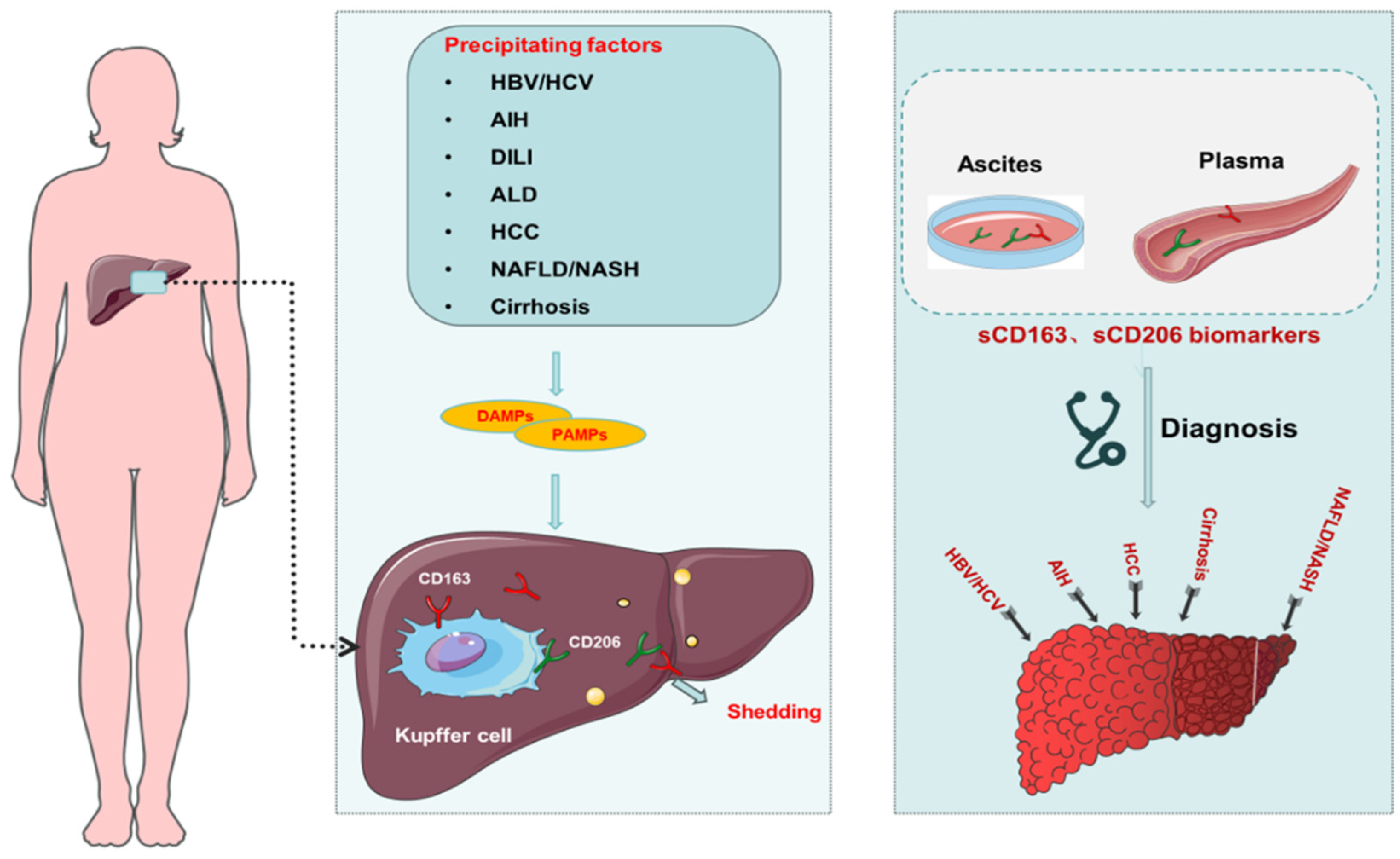 Biomolecules 14 00700 g004