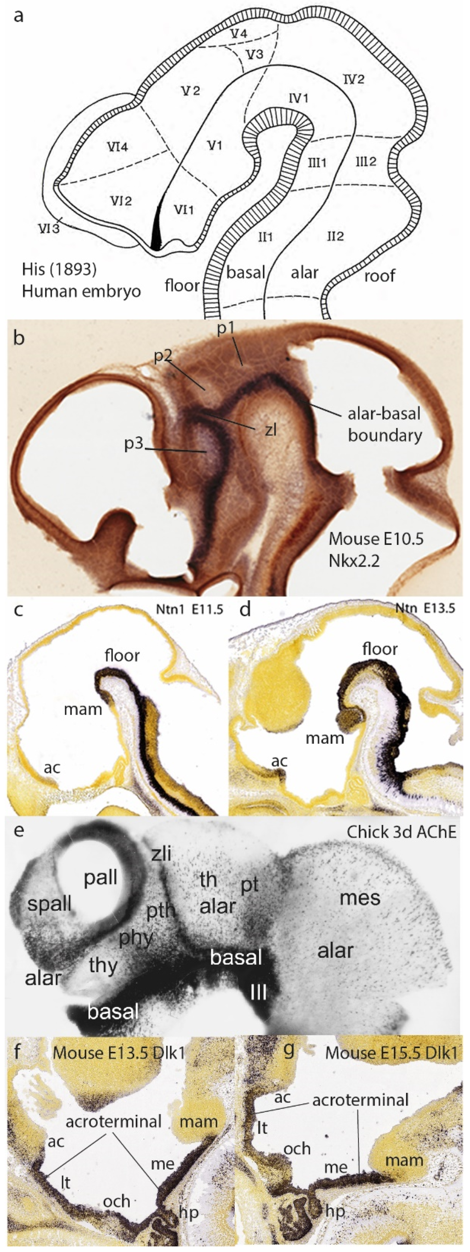 Biomolecules 14 00708 g004