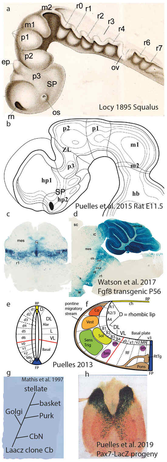 Biomolecules 14 00708 g005