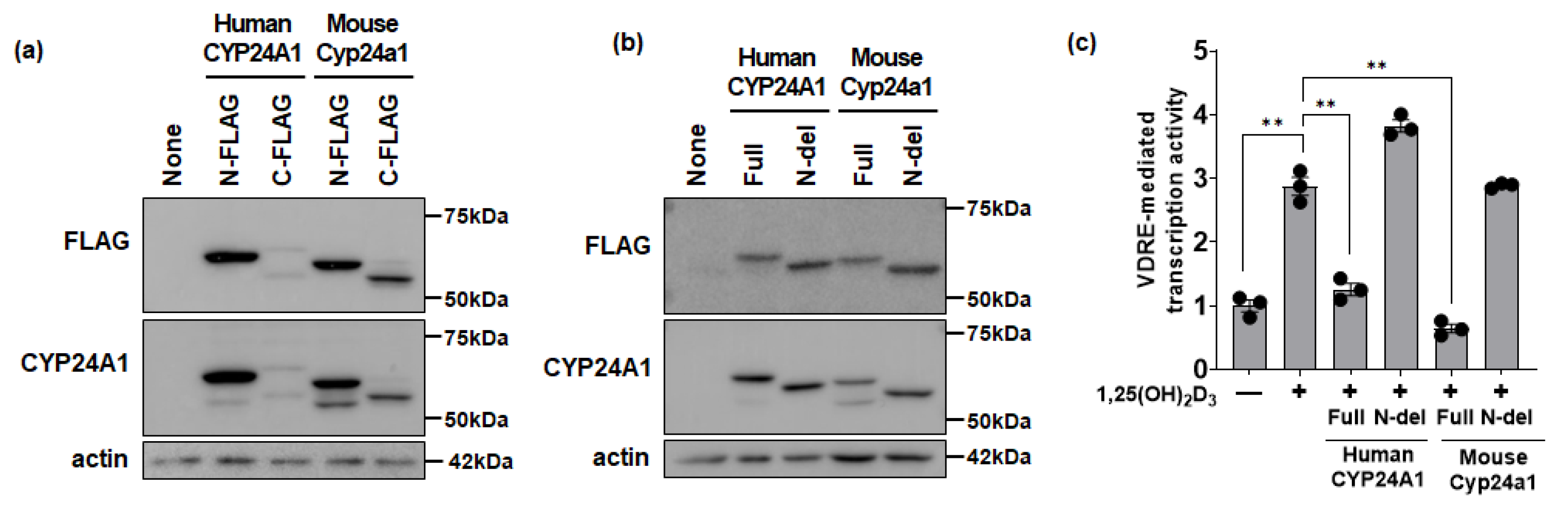 Biomolecules 14 00717 g002
