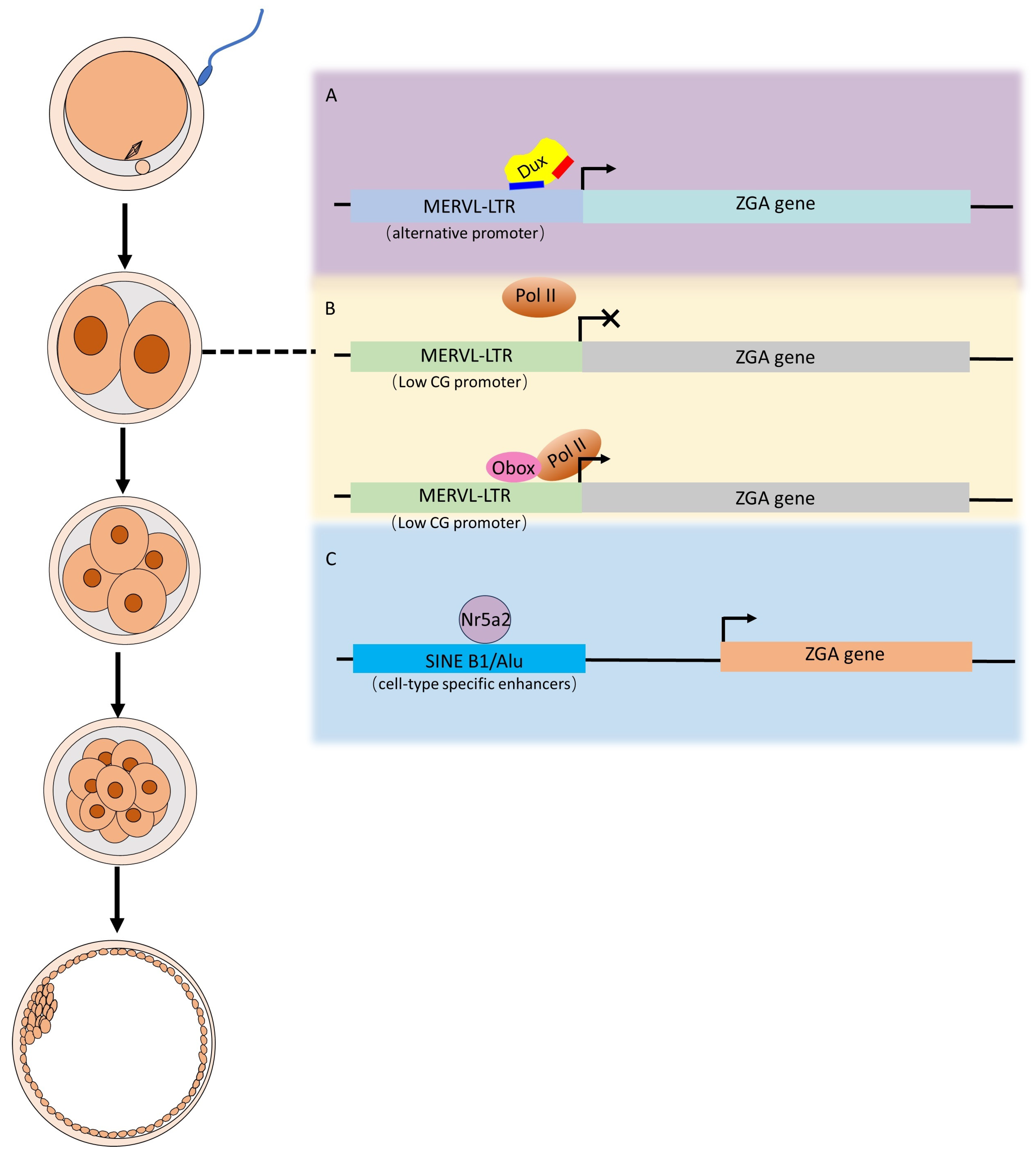 Biomolecules 14 00720 g001 Biomolecules 14 00720 g001