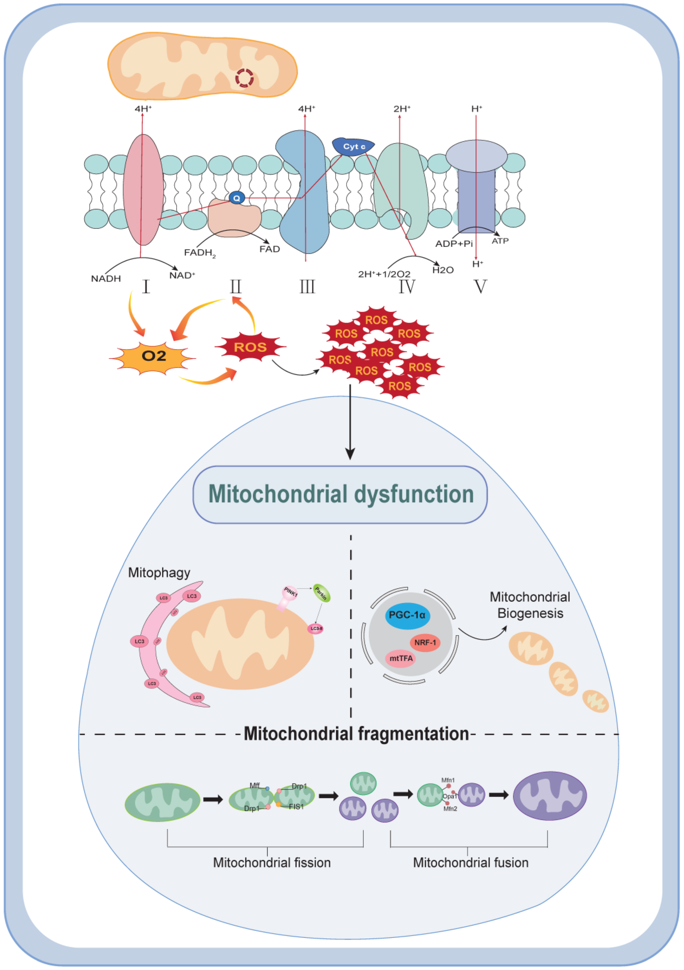 Biomolecules 14 00733 g001 Biomolecules 14 00733 g001