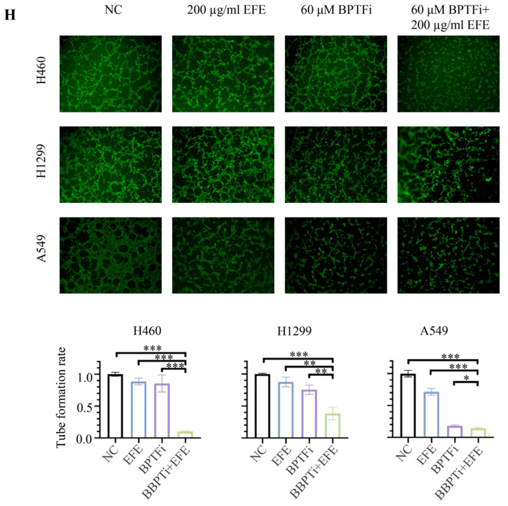 Biomolecules 14 00741 g003b Biomolecules 14 00741 g003b