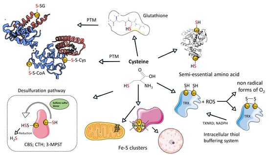 Biomolecules 14 00746 g001