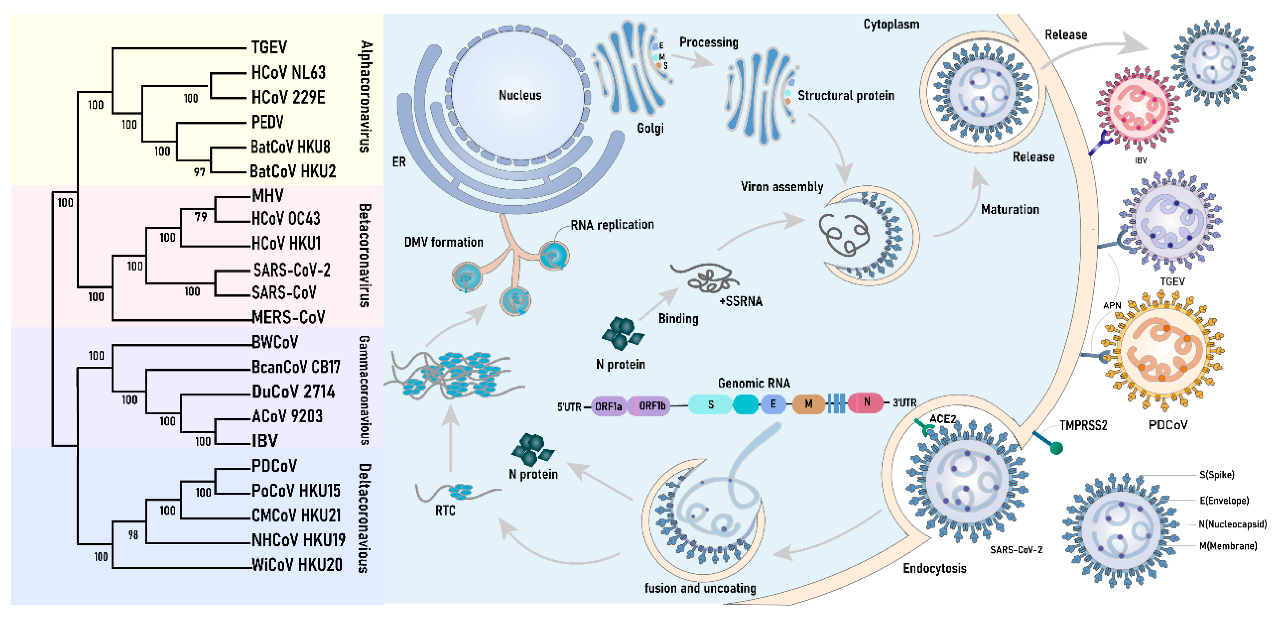 Biomolecules 14 00748 g001