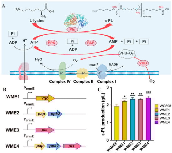 Biomolecules 14 00752 g004