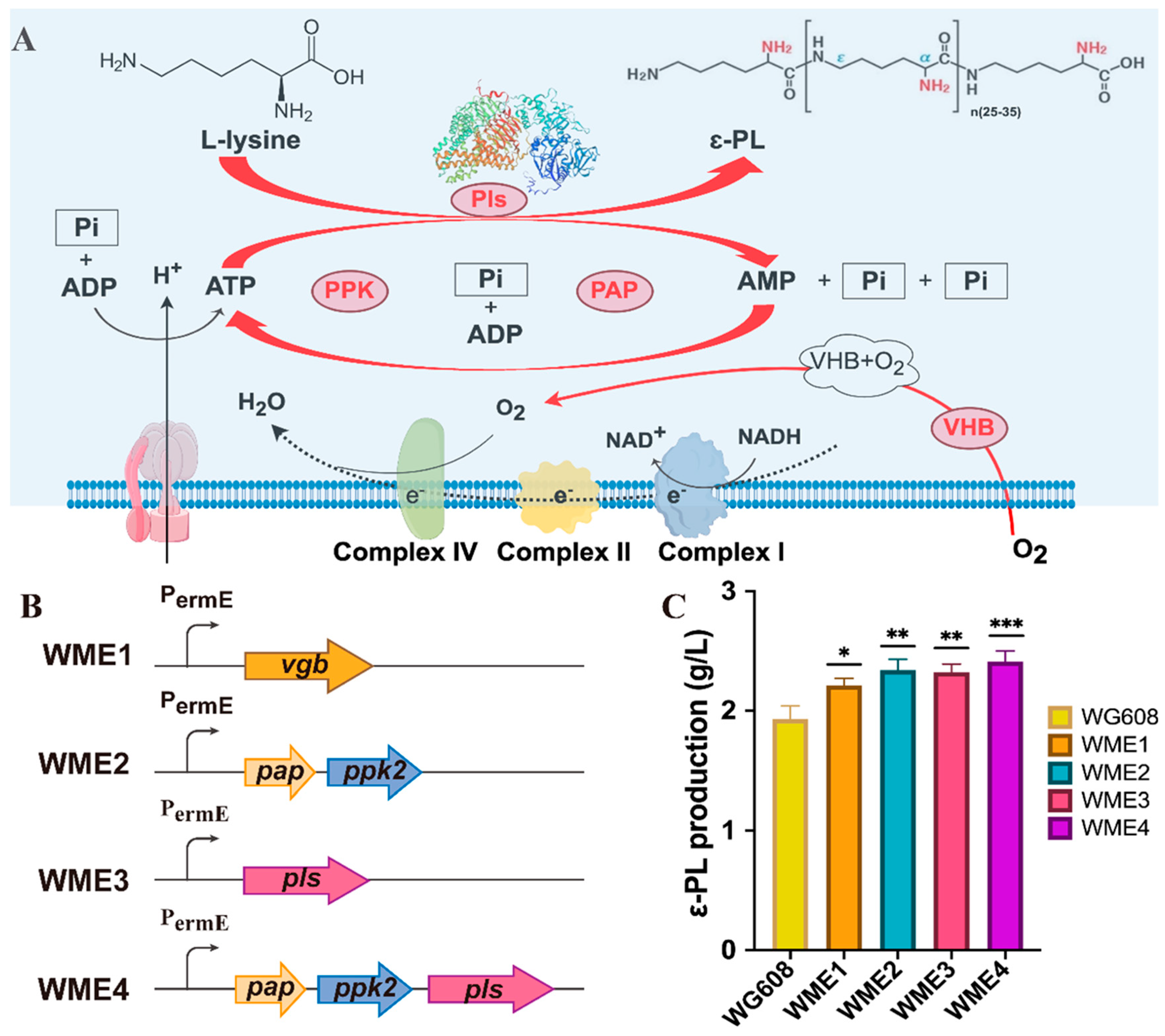Biomolecules 14 00752 g004