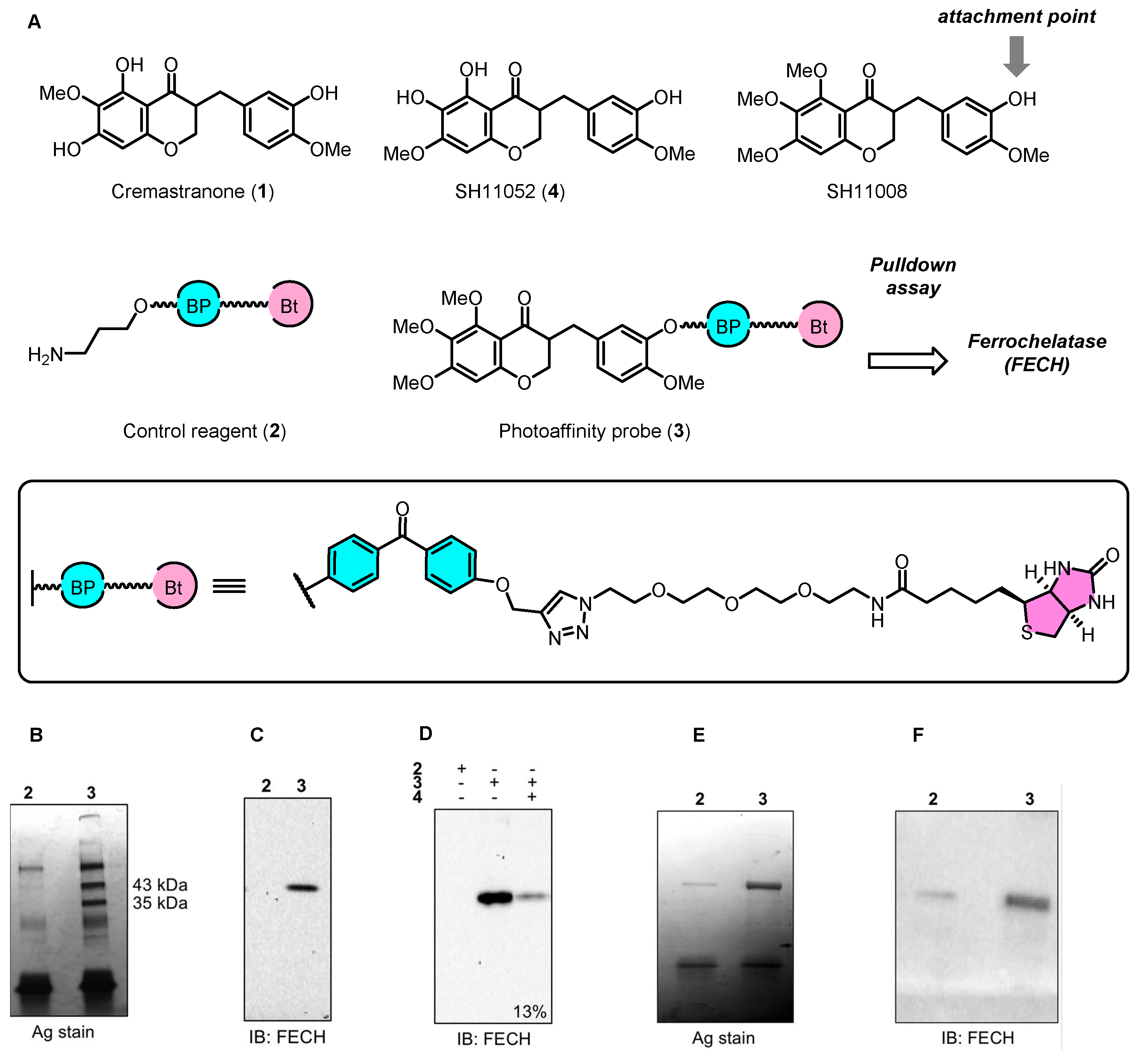 Biomolecules 14 00785 g006