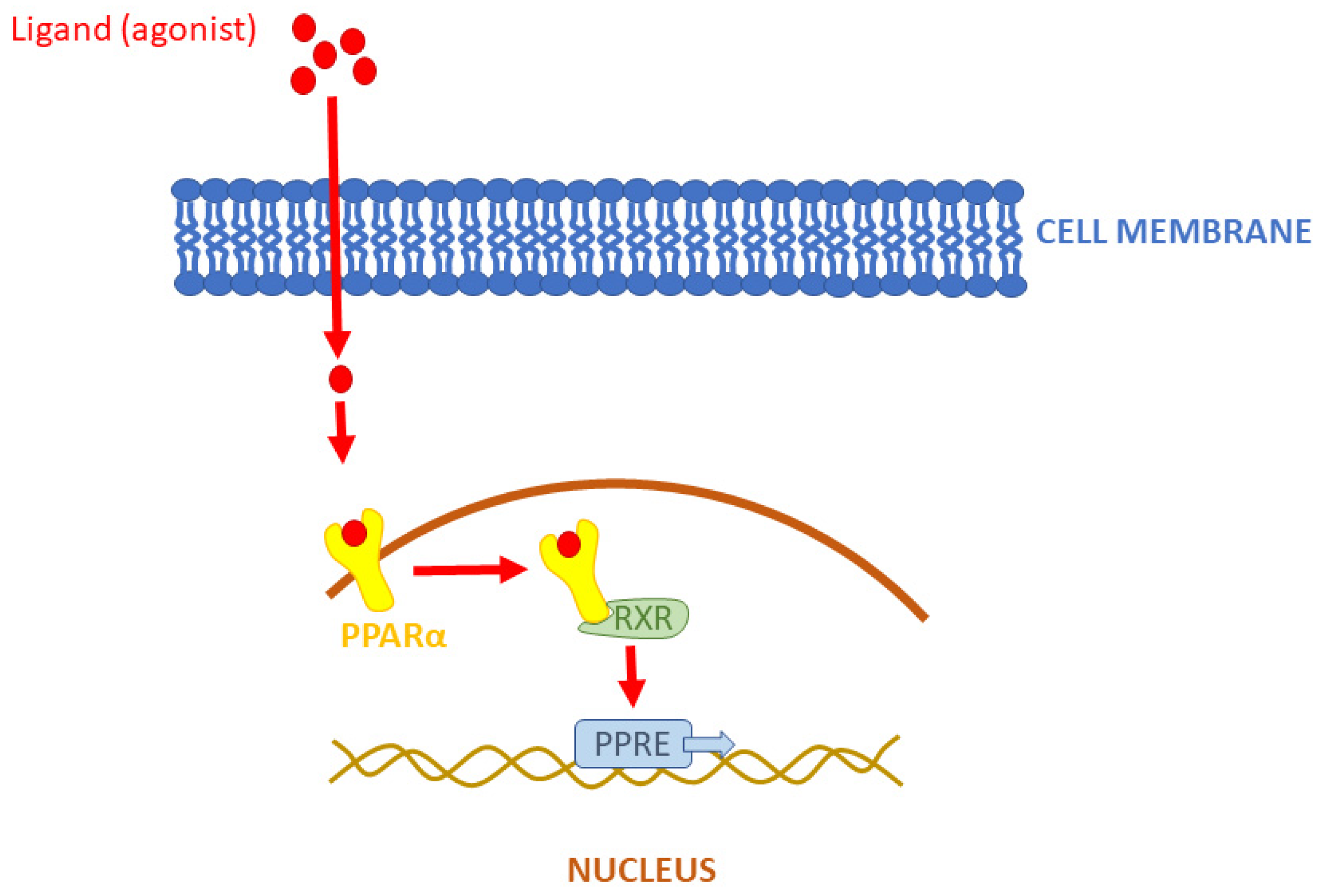 Biomolecules 14 00786 g001