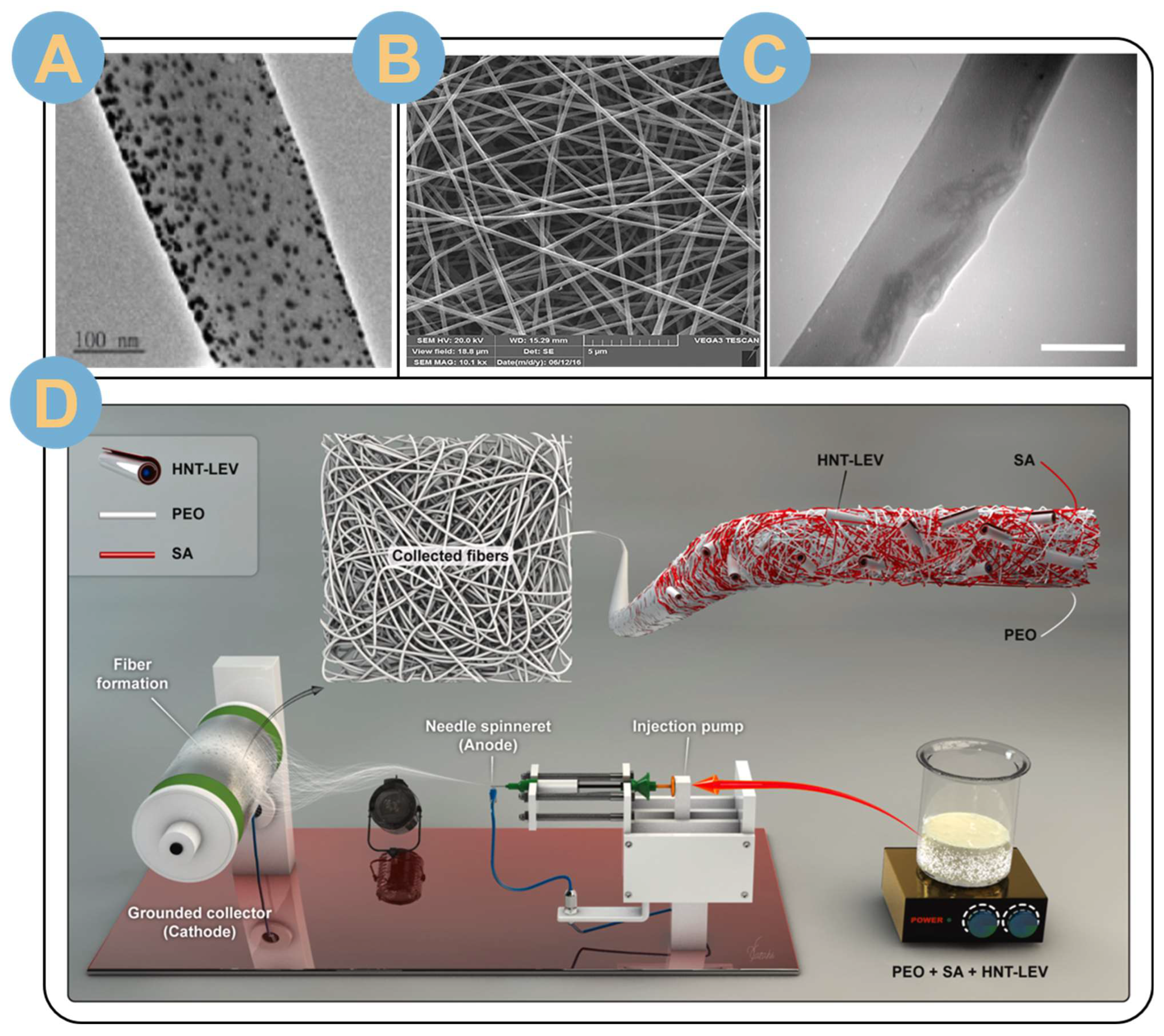 Biomolecules 14 00789 g004