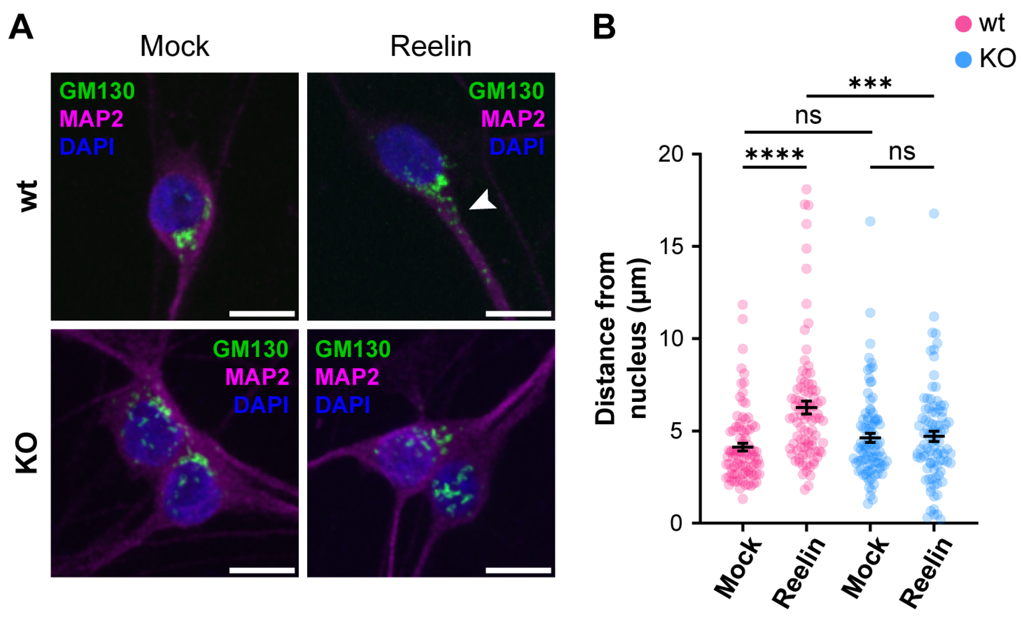 Biomolecules 14 00799 g008