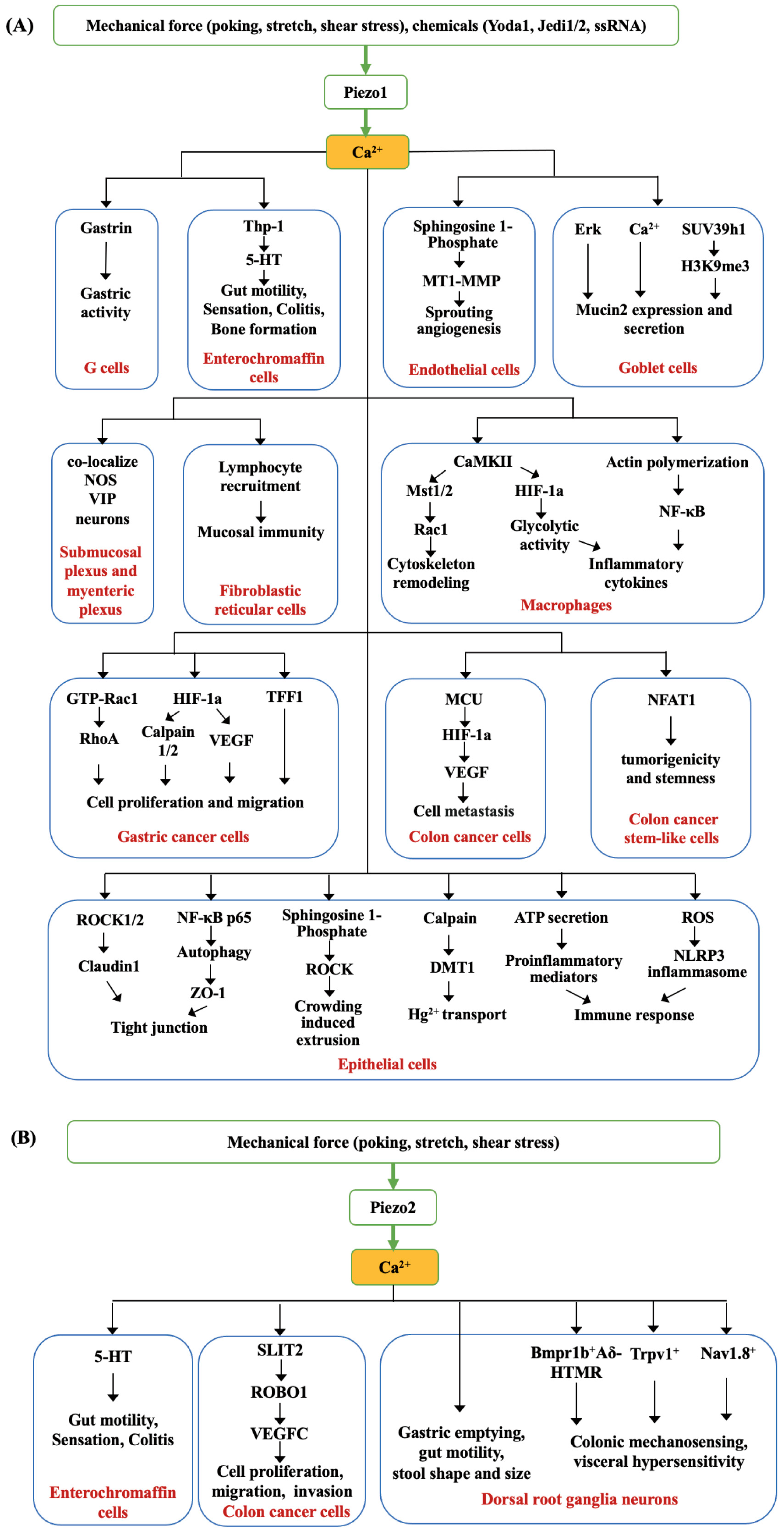 Biomolecules 14 00804 g001 Biomolecules 14 00804 g001