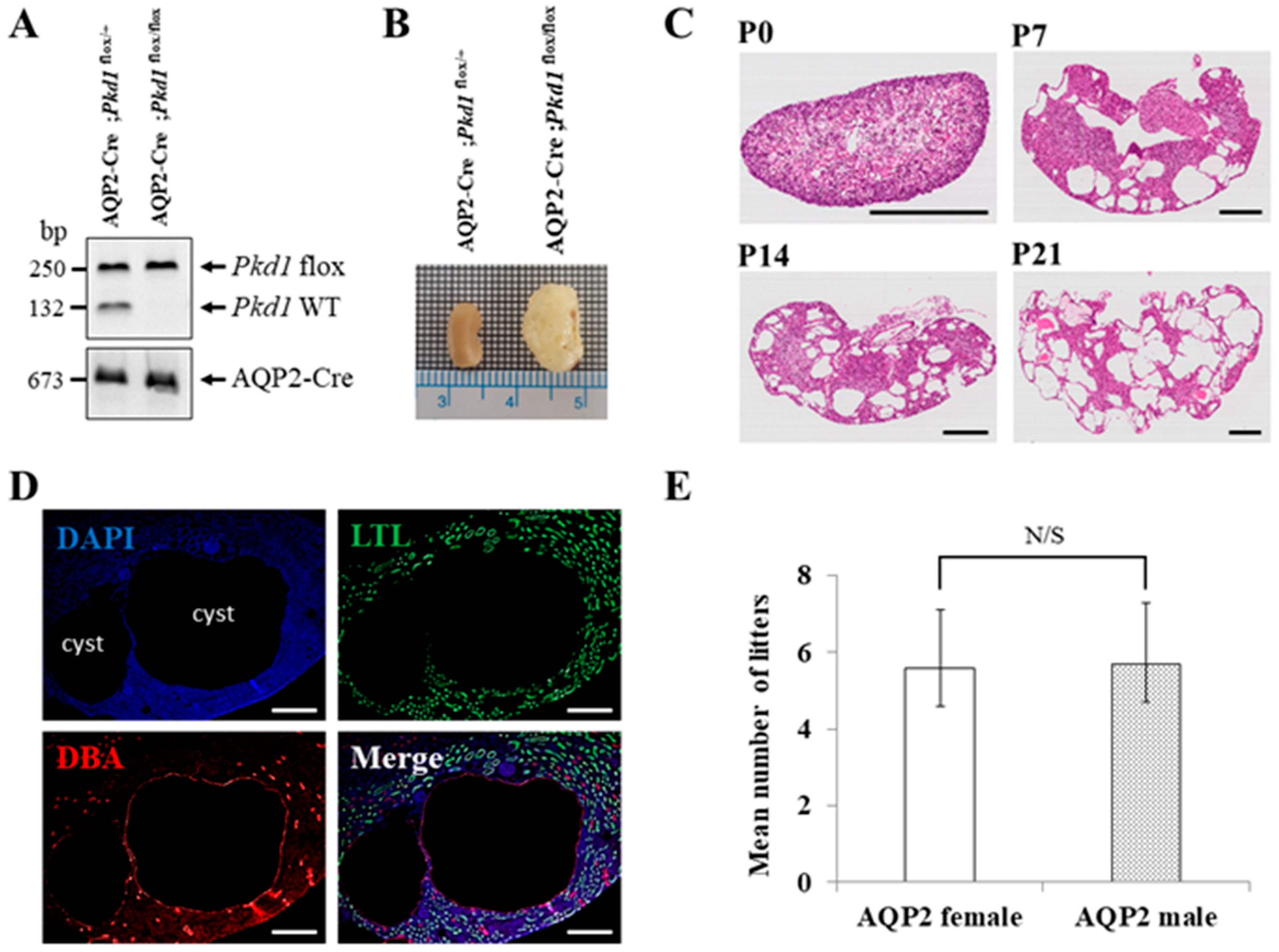 Biomolecules 14 00806 g002 Biomolecules 14 00806 g002