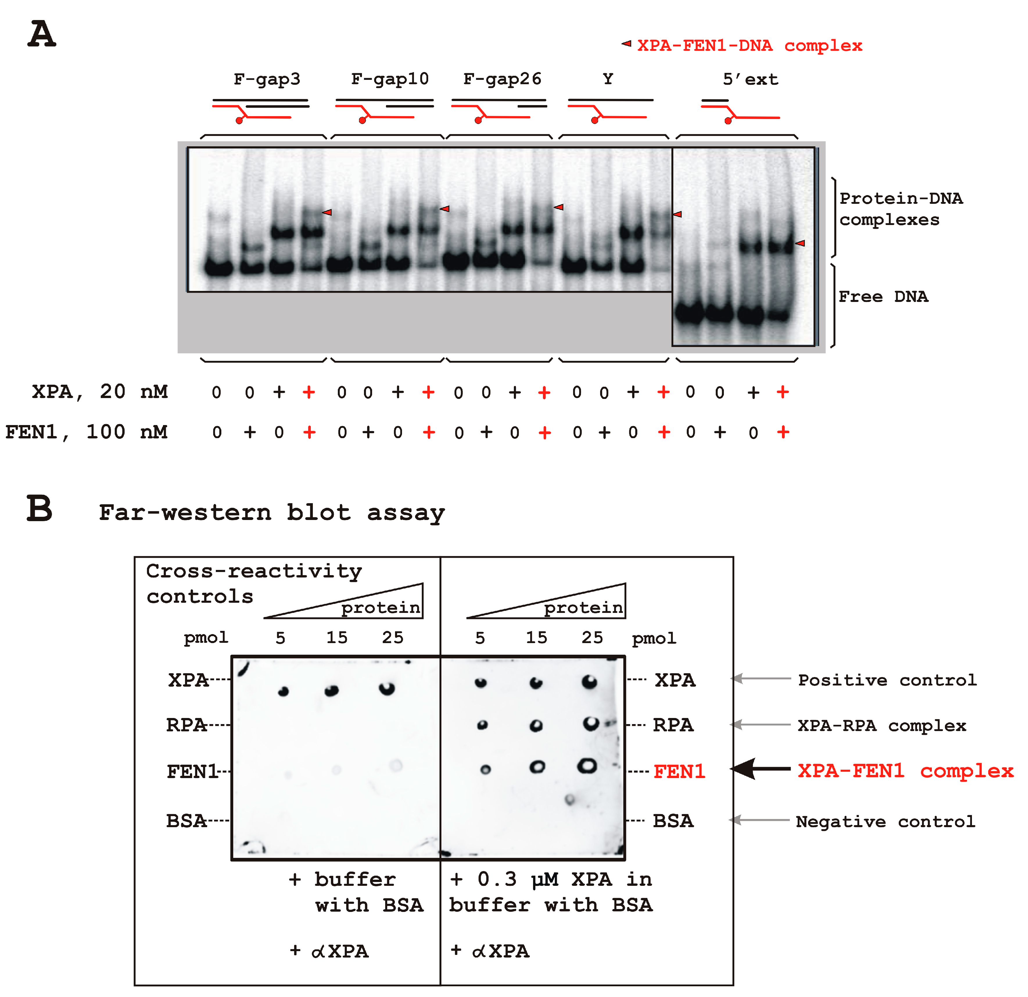 Biomolecules 14 00814 g002 Biomolecules 14 00814 g002