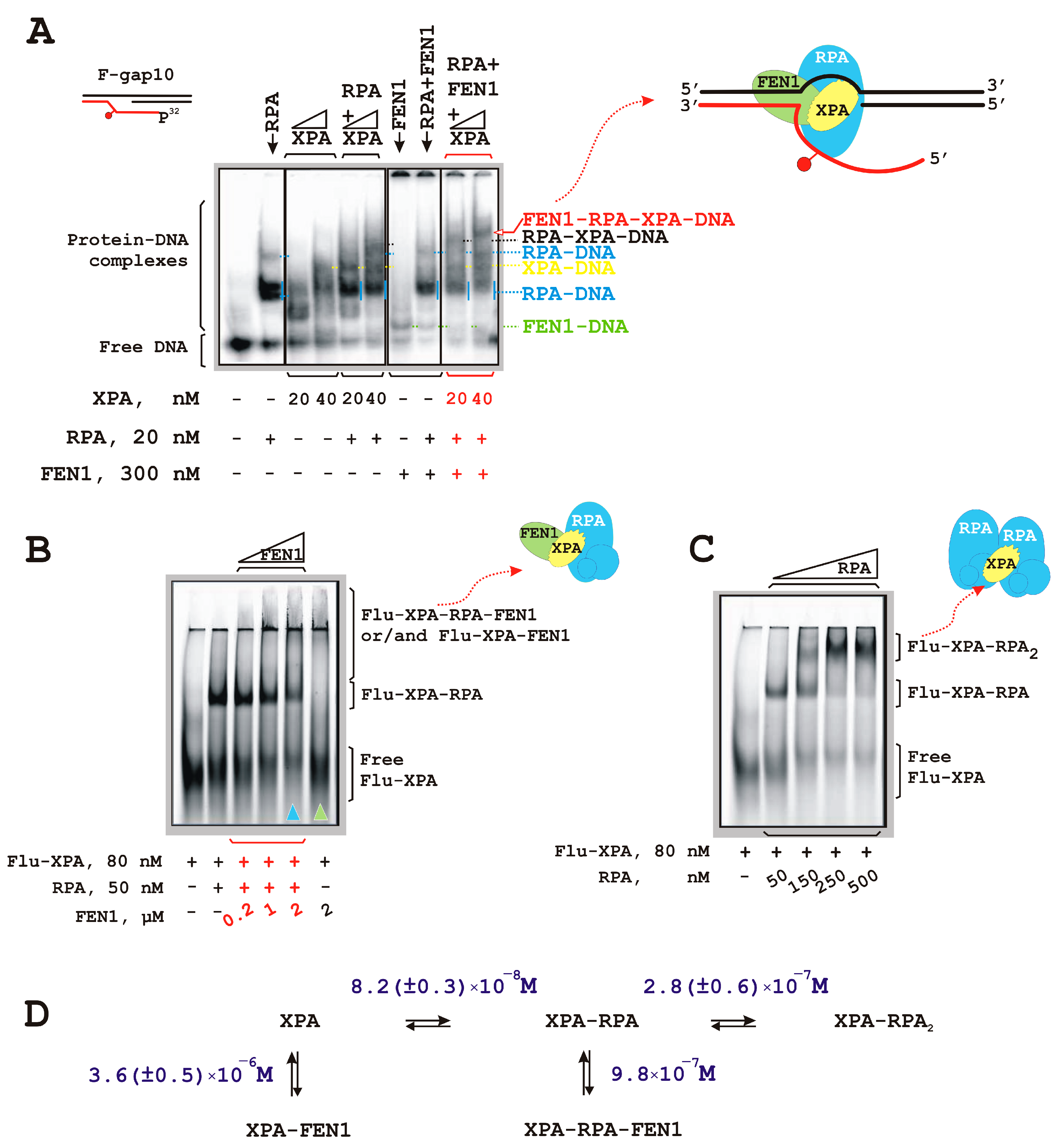 Biomolecules 14 00814 g003 Biomolecules 14 00814 g003