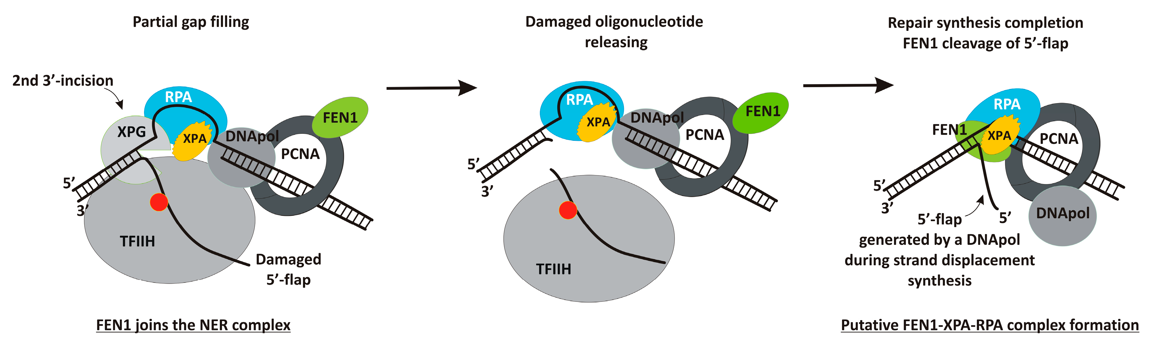 Biomolecules 14 00814 g005 Biomolecules 14 00814 g005