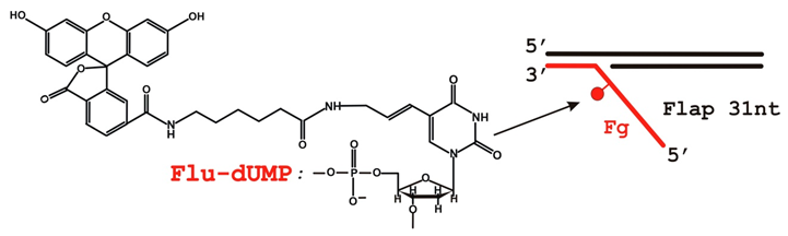 Biomolecules 14 00814 i006 Biomolecules 14 00814 i006