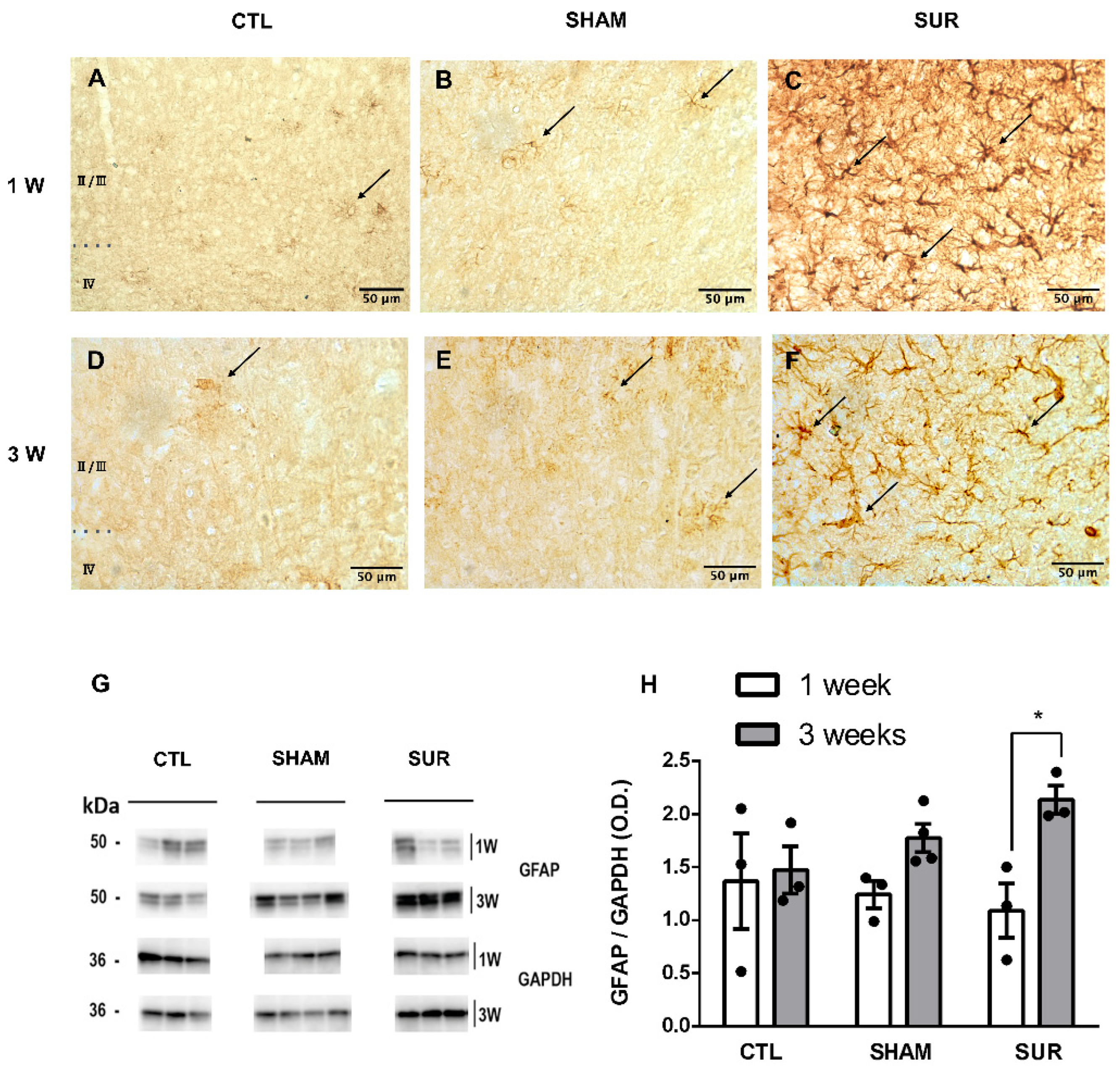 Biomolecules 14 00834 g004 Biomolecules 14 00834 g004