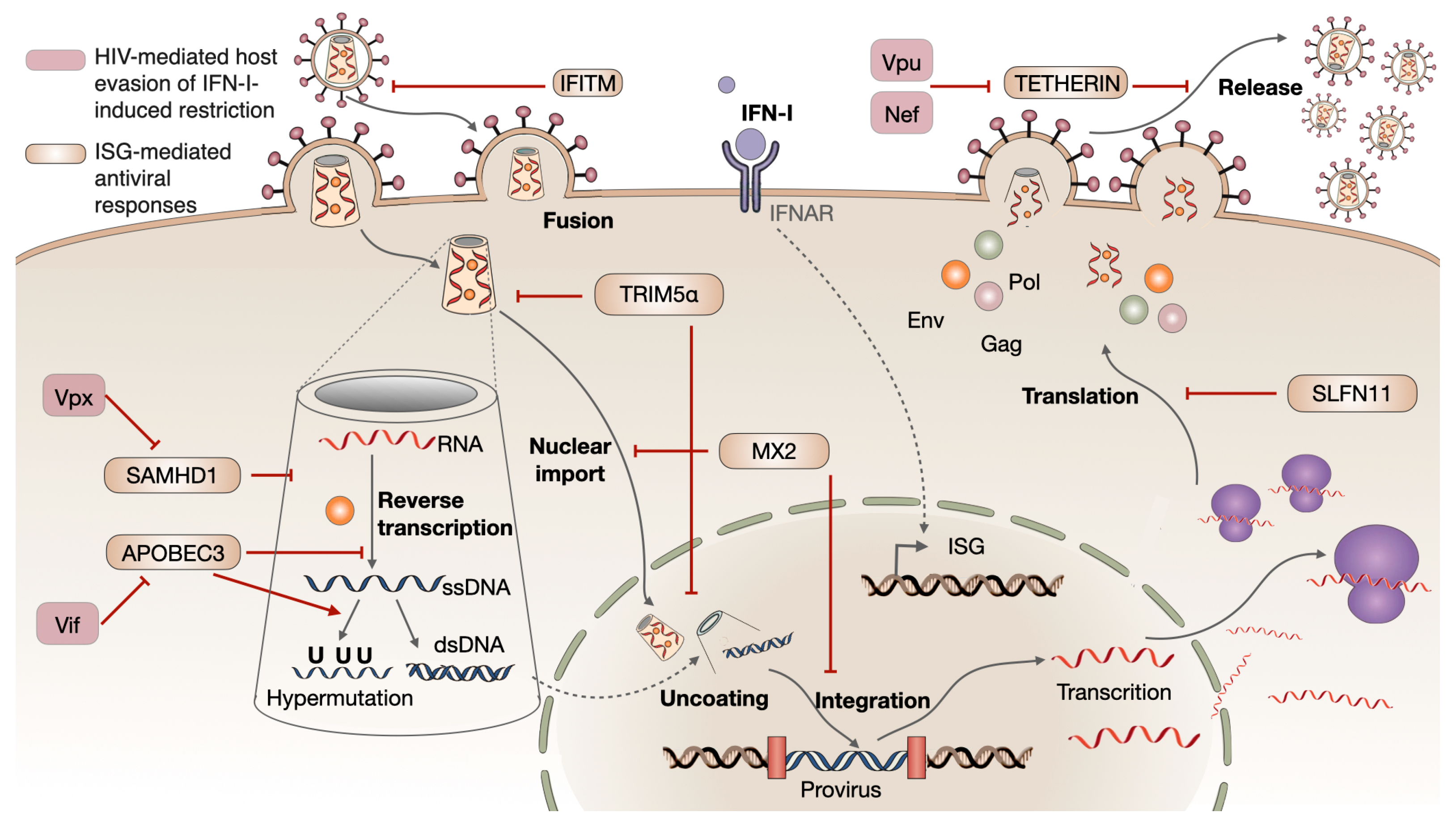 Biomolecules 14 00848 g003 Biomolecules 14 00848 g003