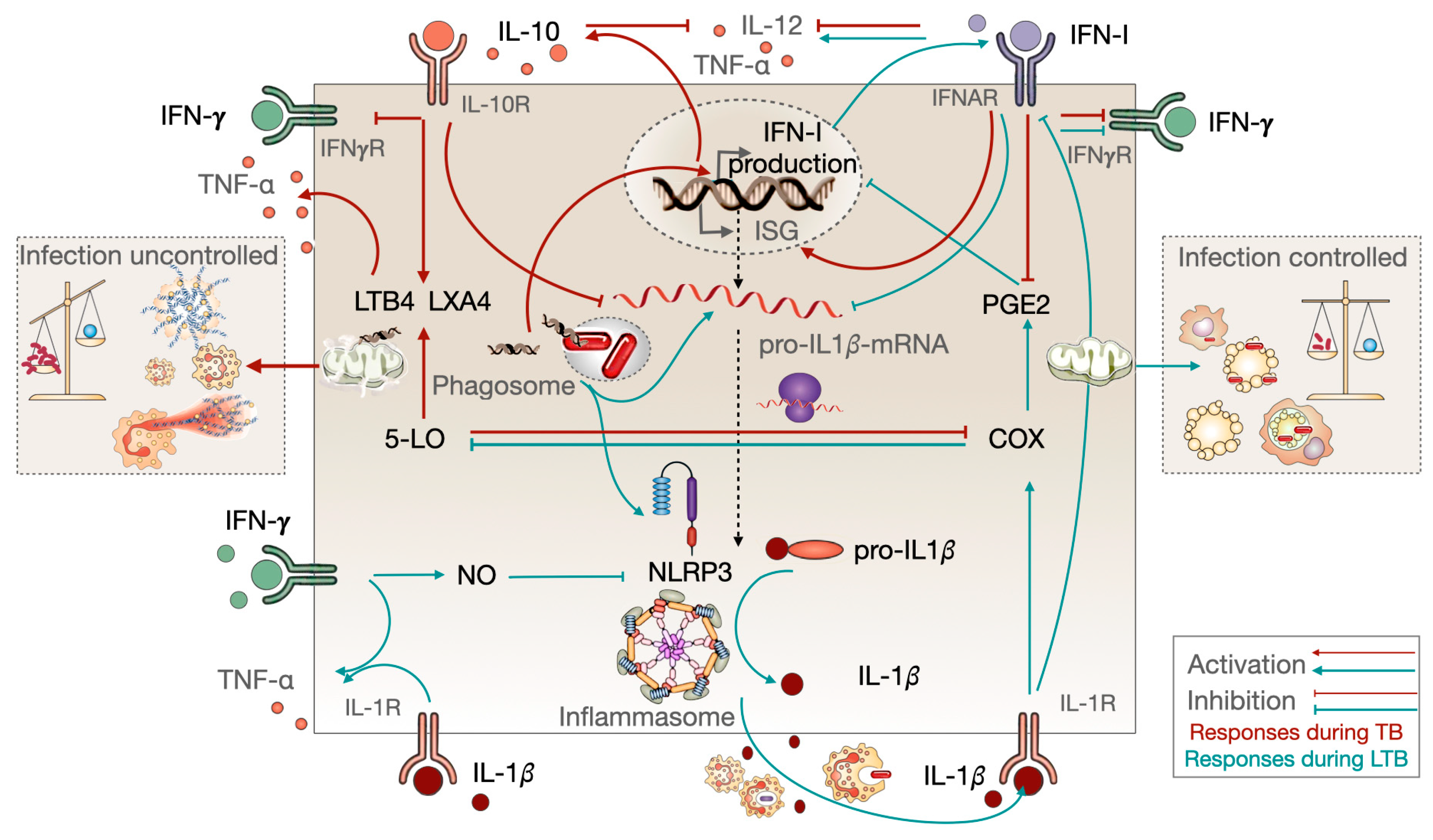 Biomolecules 14 00848 g005 Biomolecules 14 00848 g005