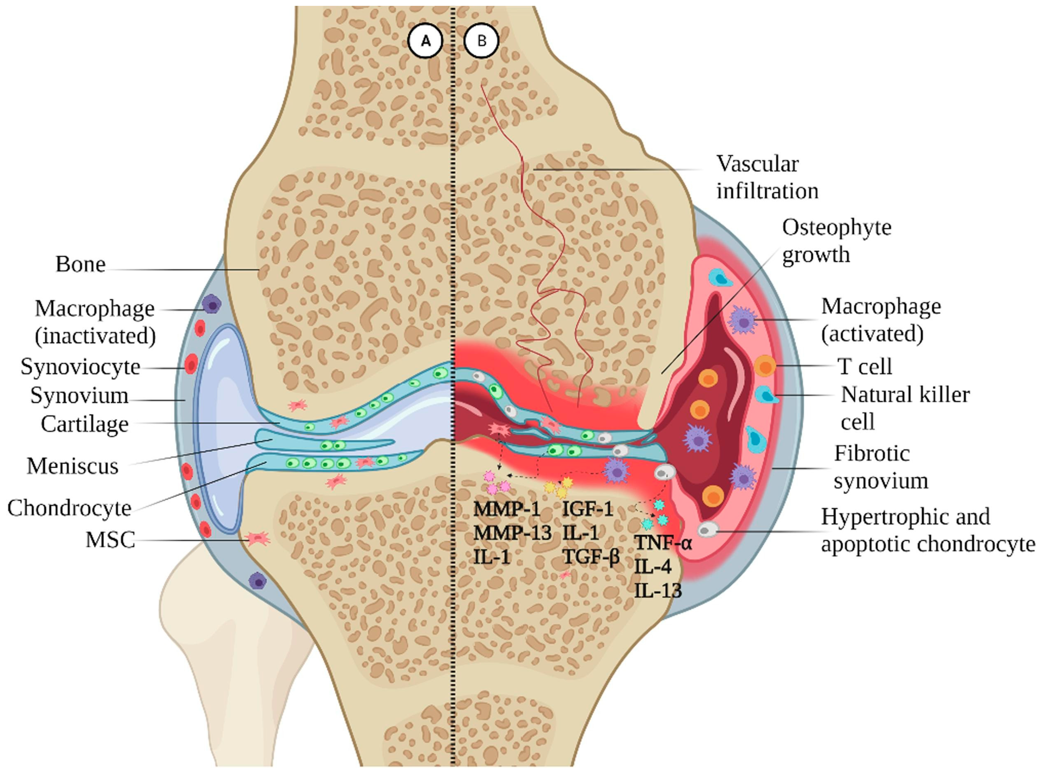 Biomolecules 14 00858 g001 Biomolecules 14 00858 g001