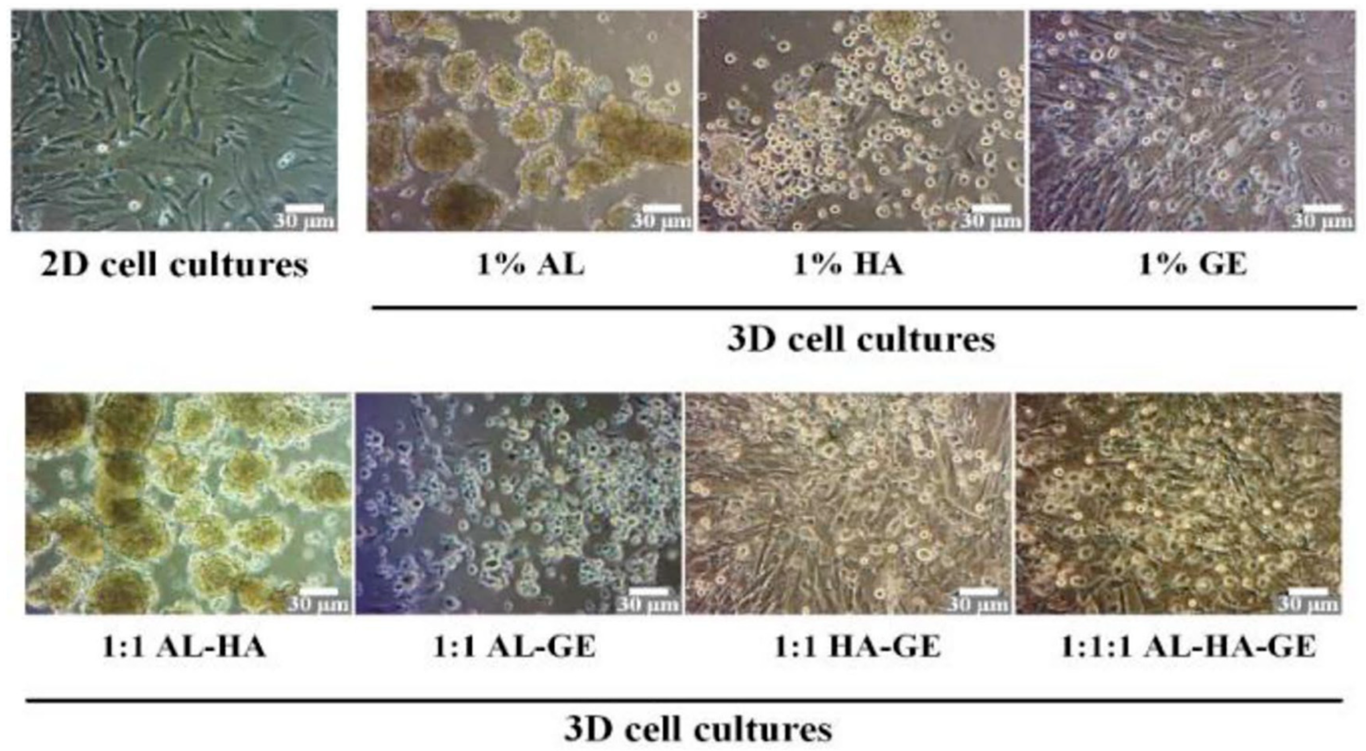 Biomolecules 14 00858 g007 Biomolecules 14 00858 g007