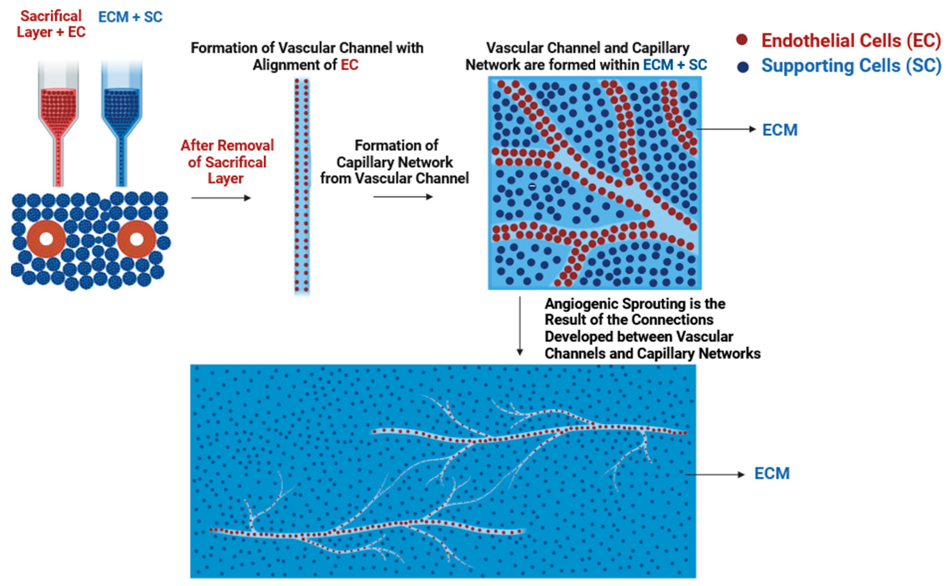 Biomolecules 14 00861 g004
