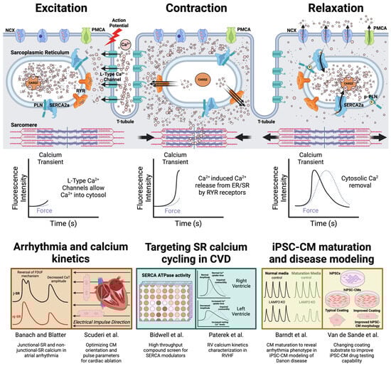 Biomolecules 14 00865 g001