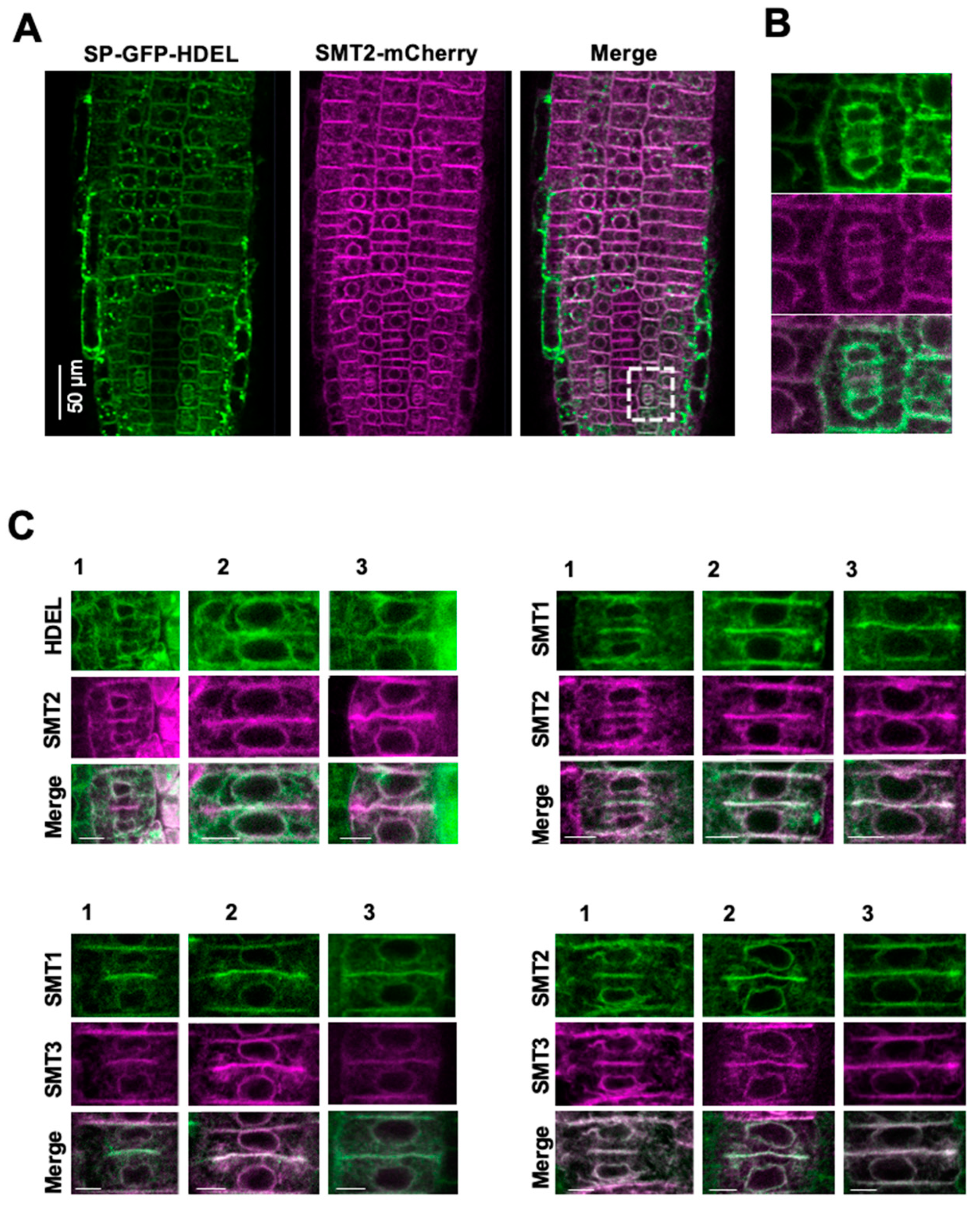 Biomolecules 14 00868 g001 Biomolecules 14 00868 g001