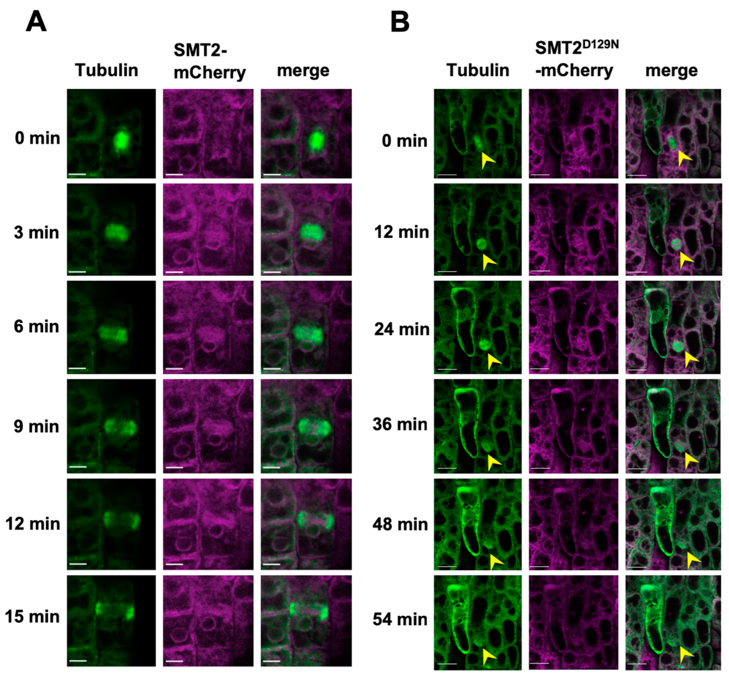 Biomolecules 14 00868 g002 Biomolecules 14 00868 g002
