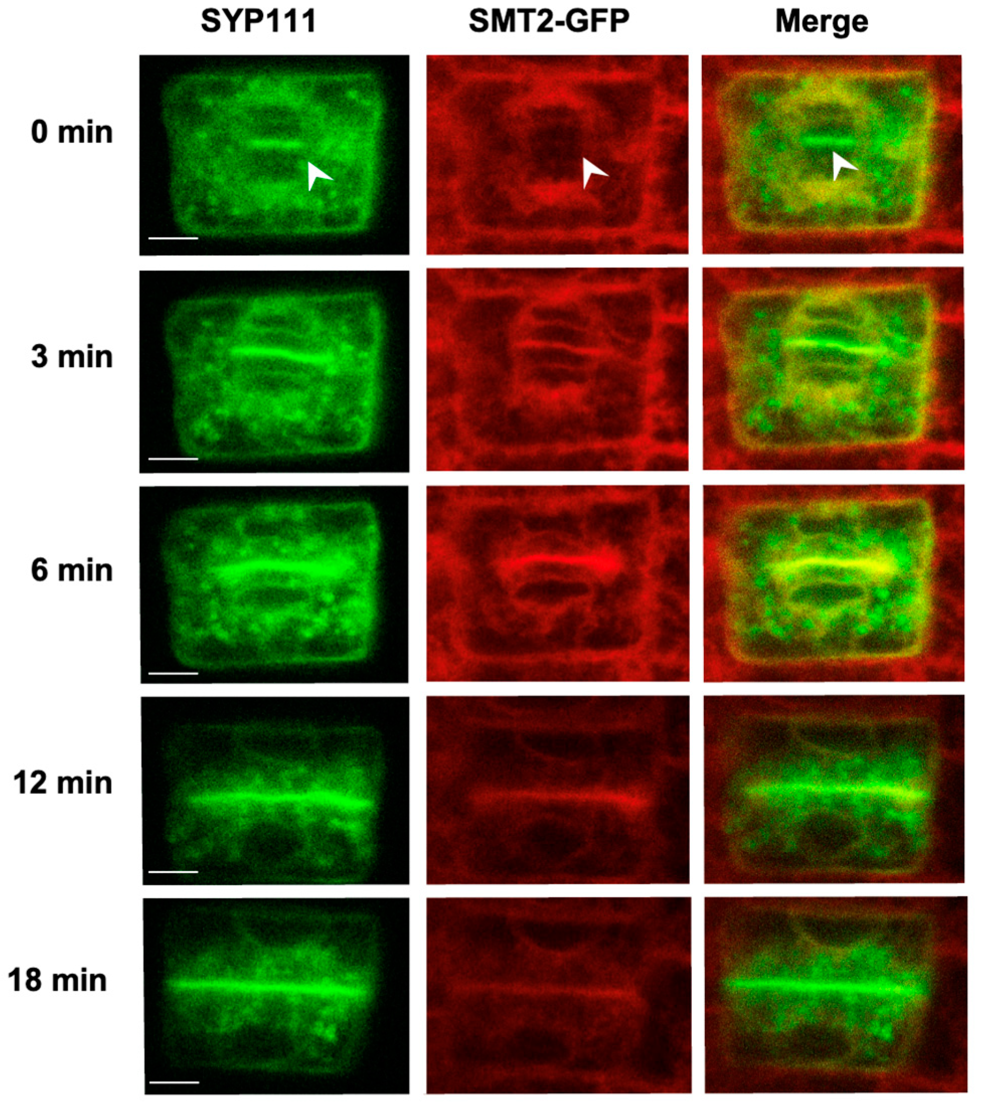 Biomolecules 14 00868 g003 Biomolecules 14 00868 g003