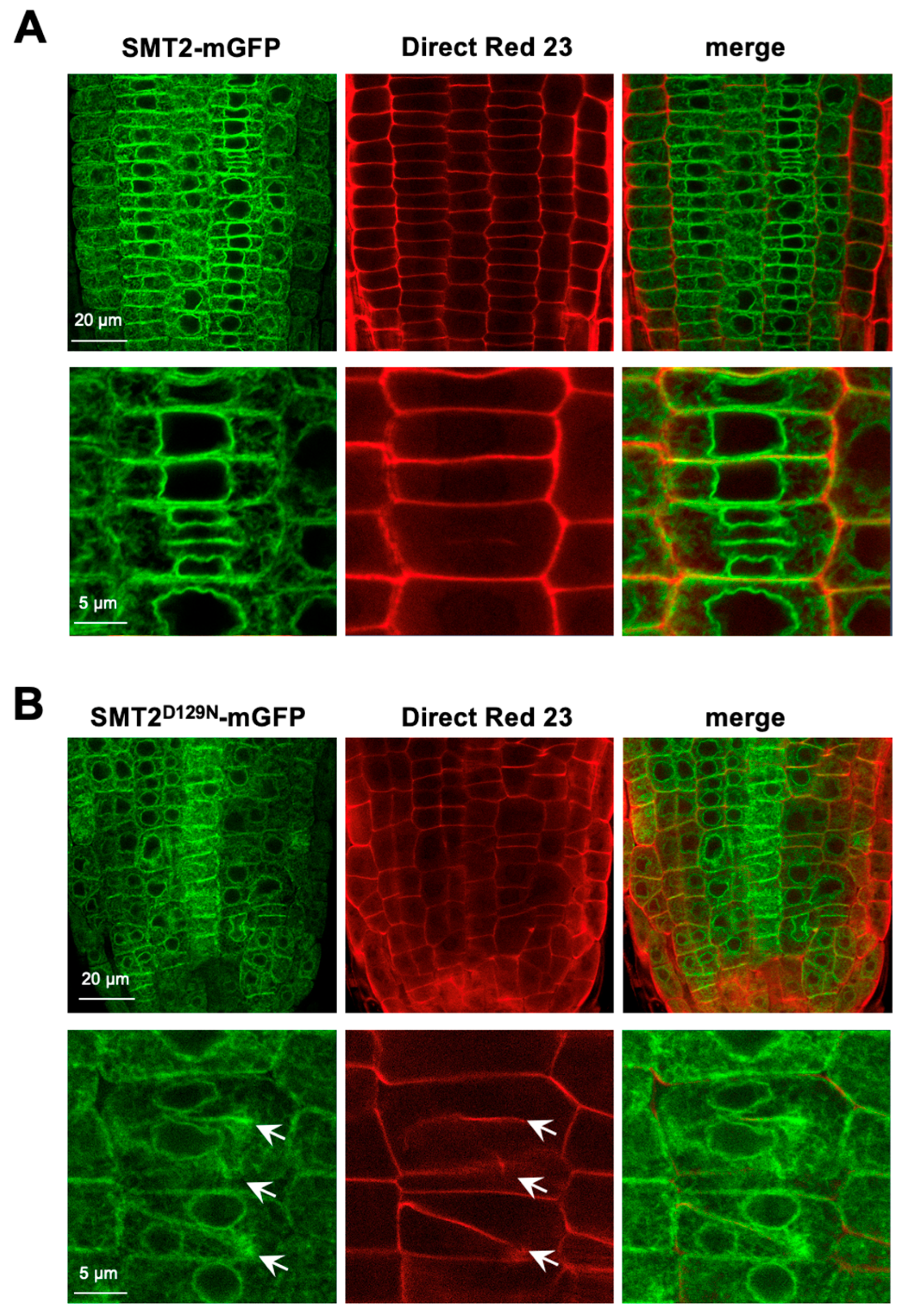 Biomolecules 14 00868 g005 Biomolecules 14 00868 g005