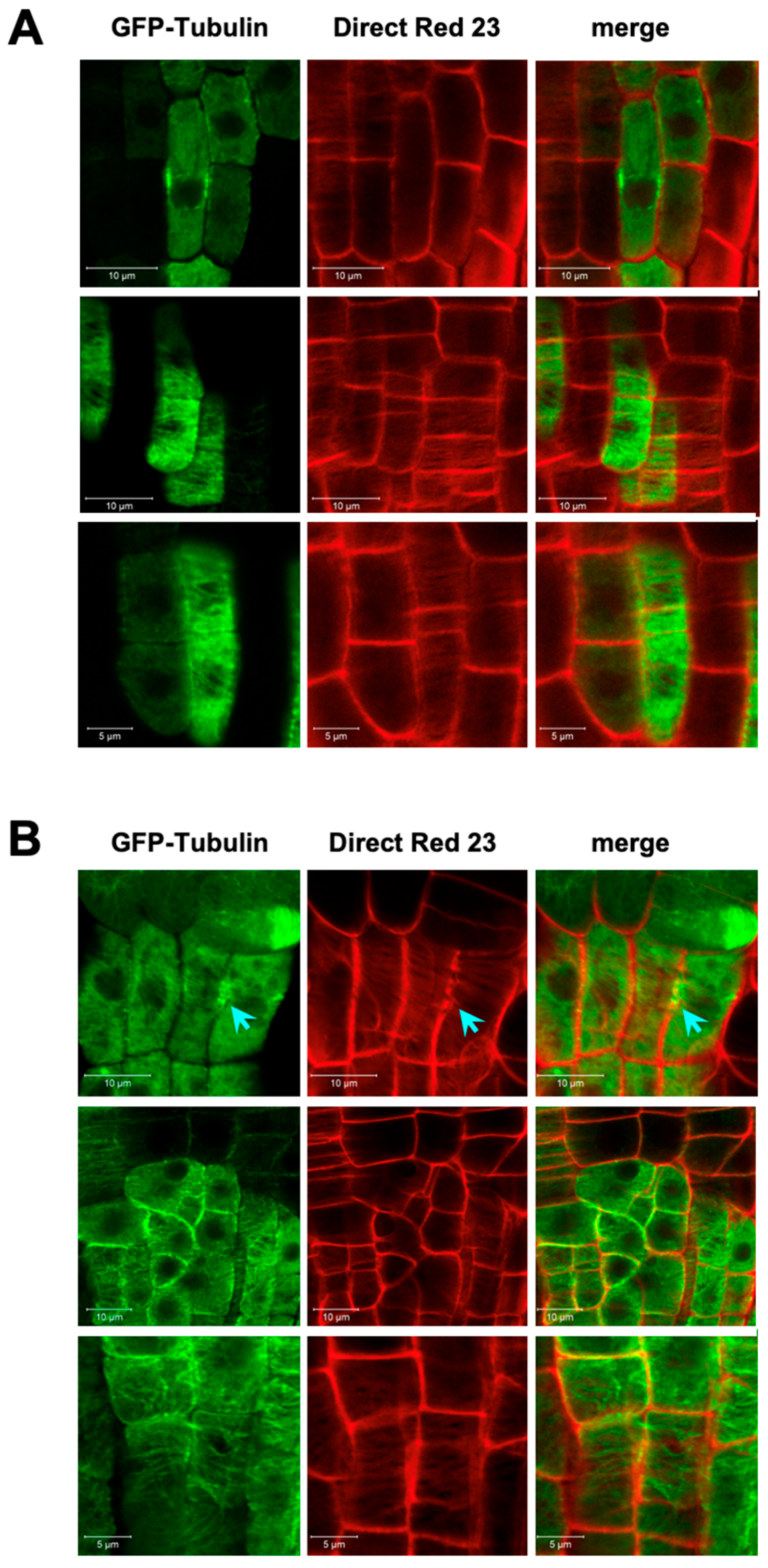 Biomolecules 14 00868 g006 Biomolecules 14 00868 g006