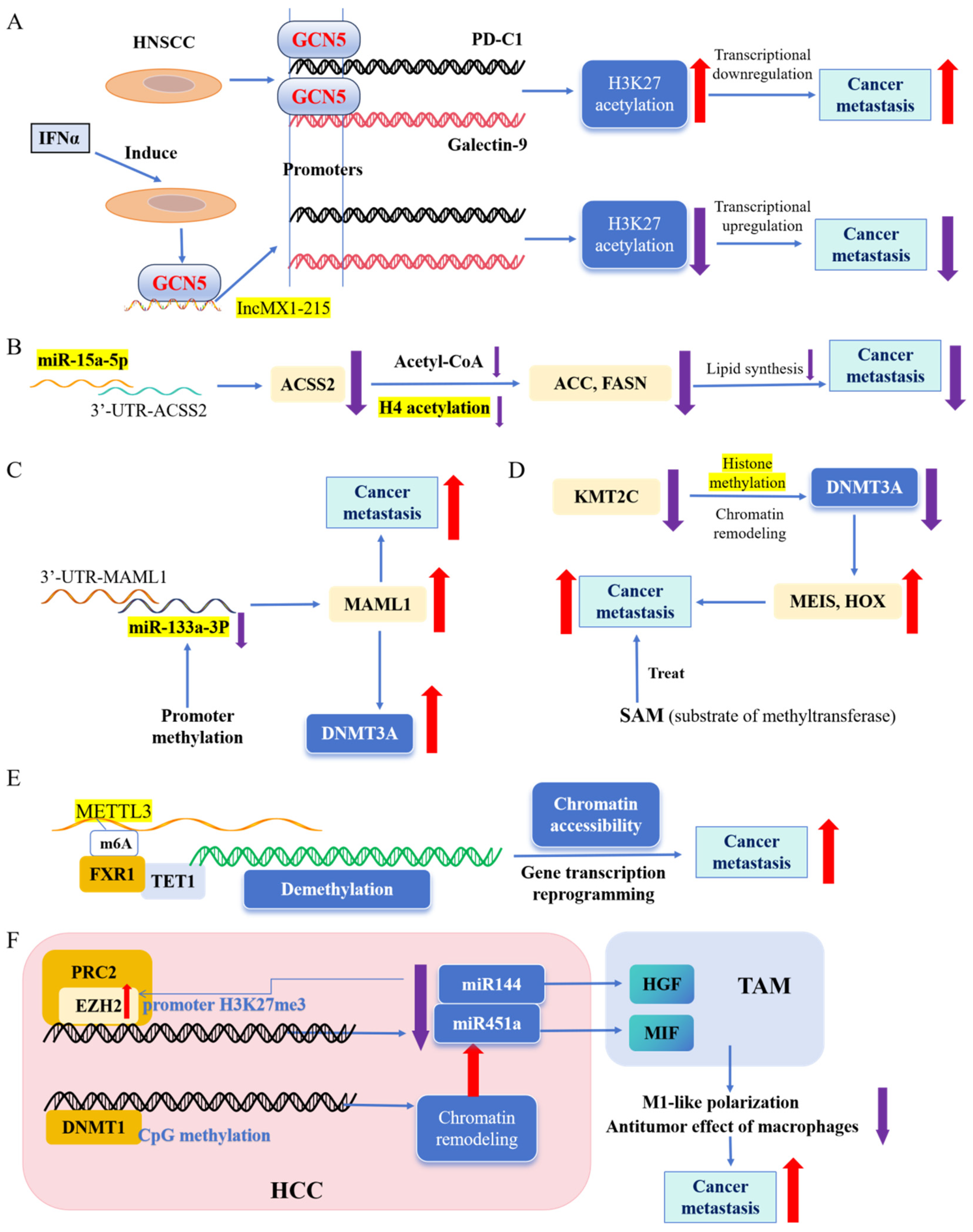 Biomolecules 14 00916 g003